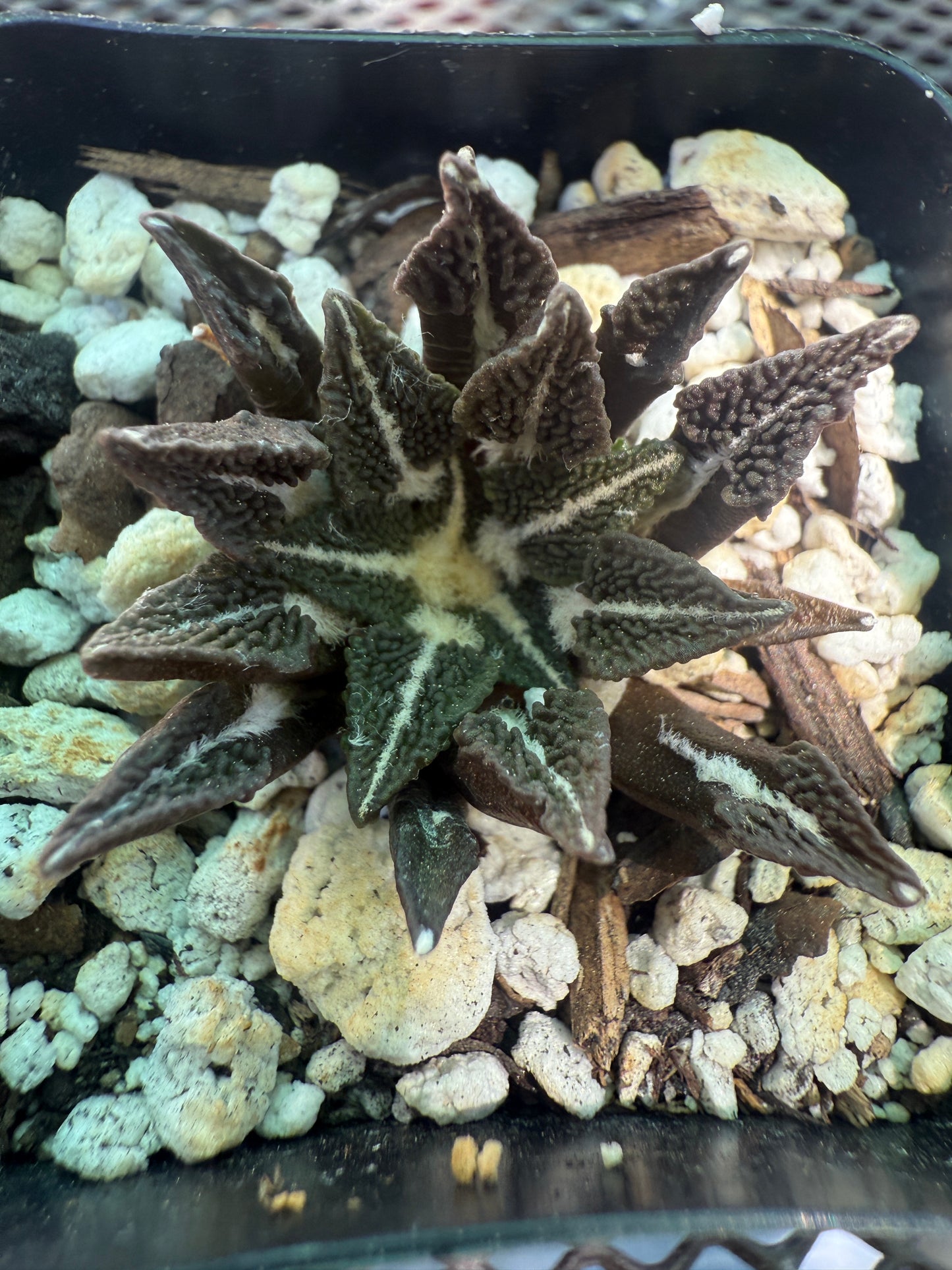 Ariocarpus kotschoubeyanus ooibo big 122