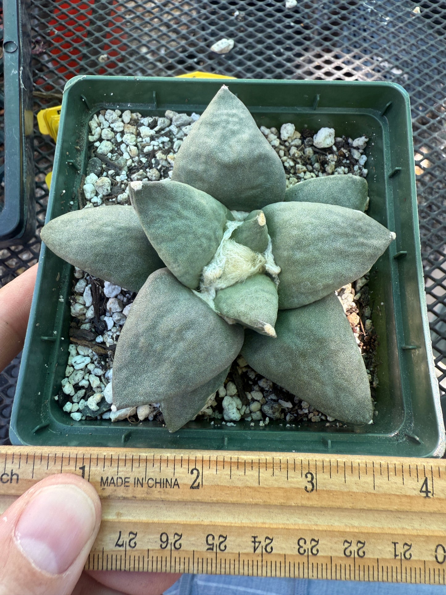 Ariocarpus retusus large in 4.25 inch pot 123