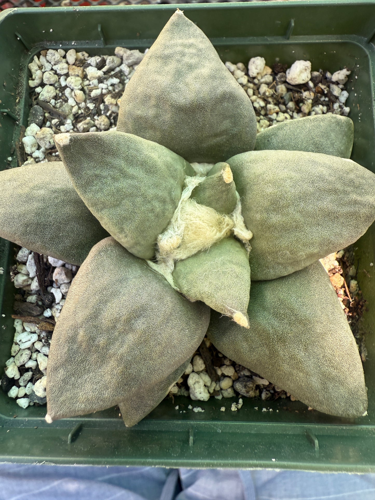 Ariocarpus retusus large in 4.25 inch pot 123