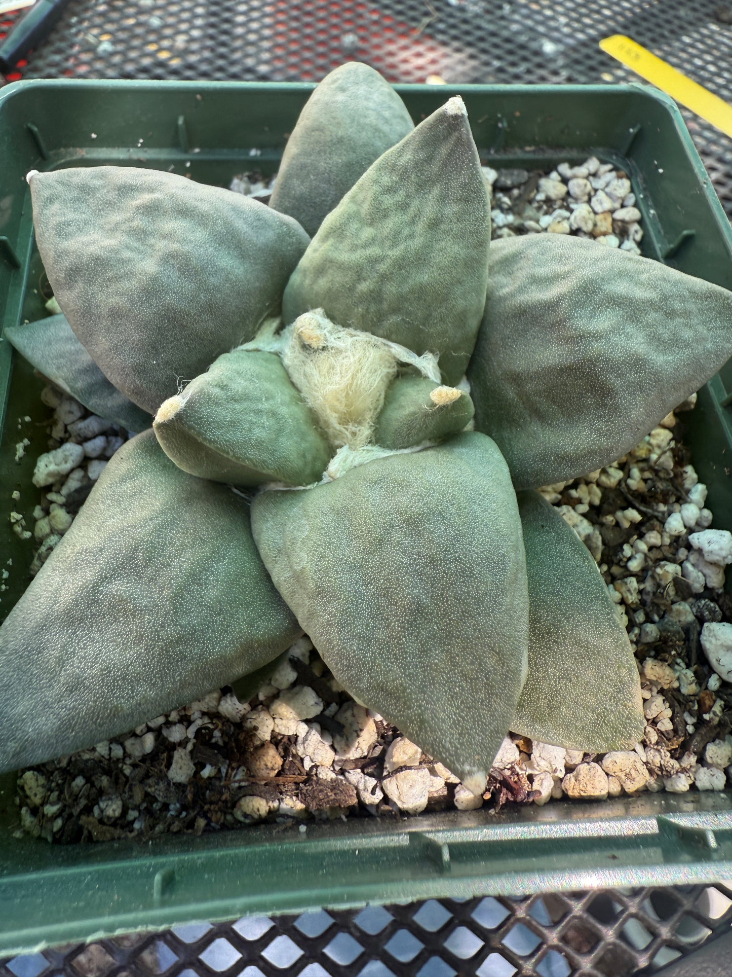 Ariocarpus retusus large in 4.25 inch pot 123
