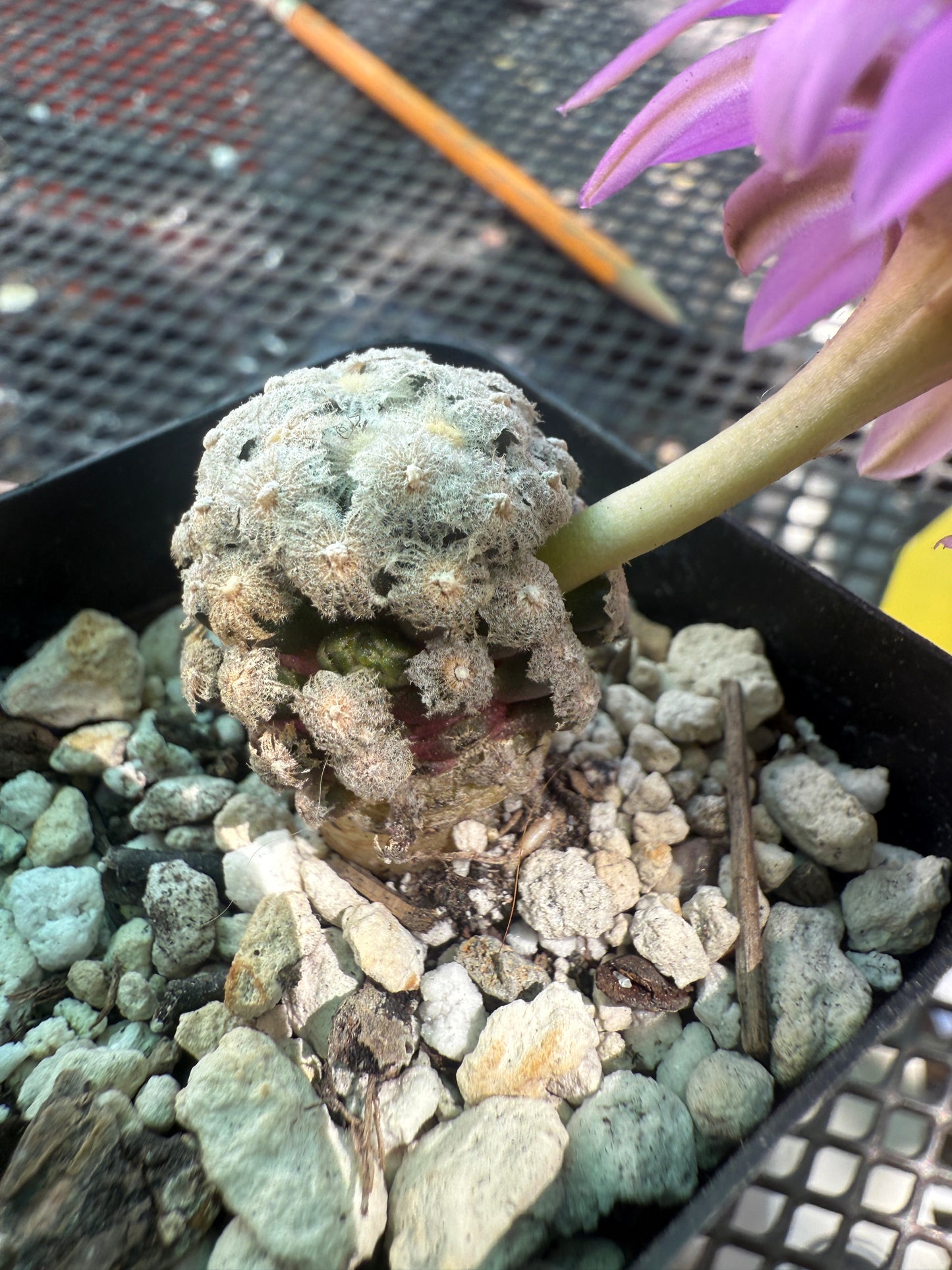 Mammillaria theresae rare cactus 125