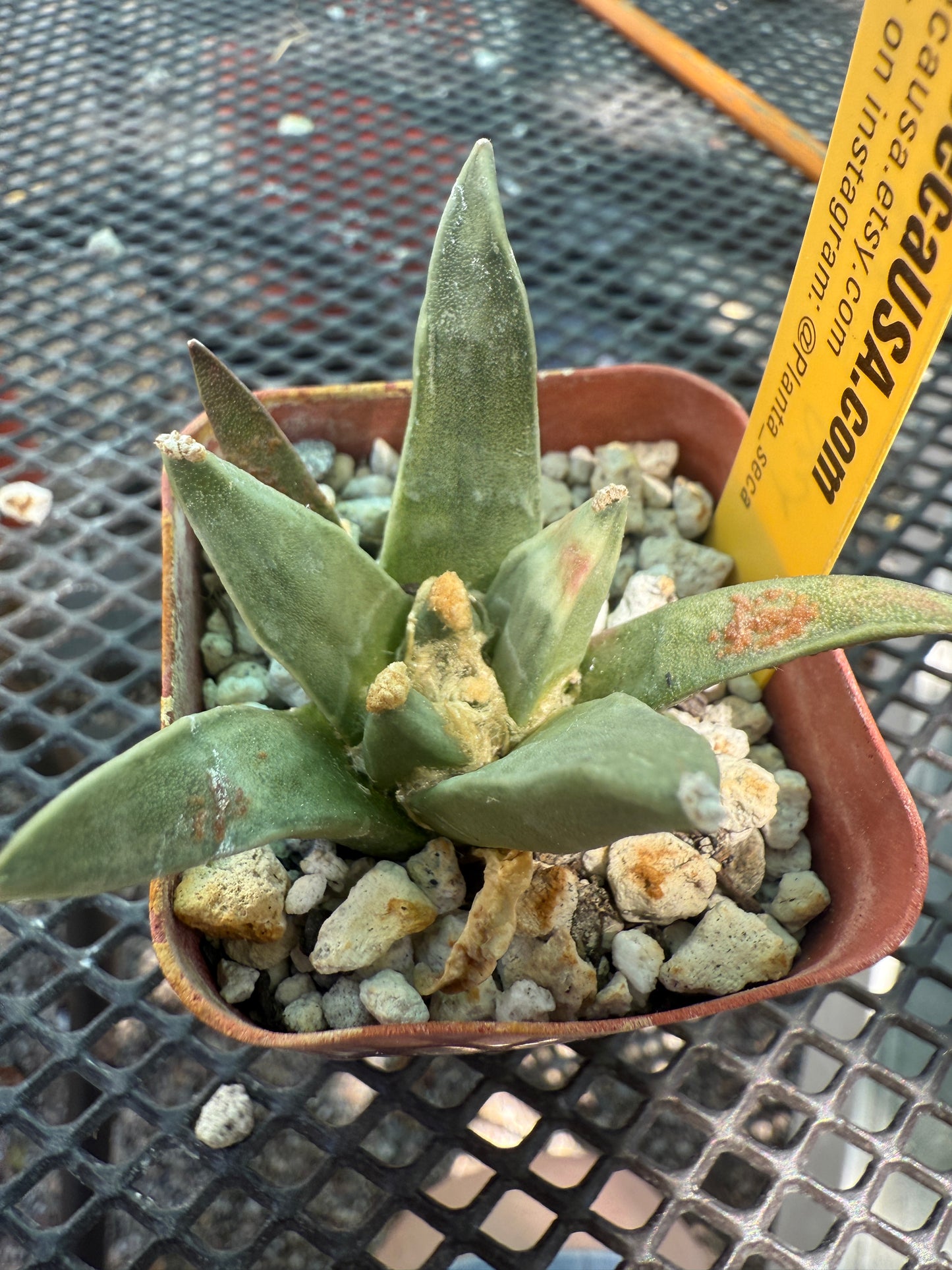 Ariocarpus Pectinatus rare plant f216