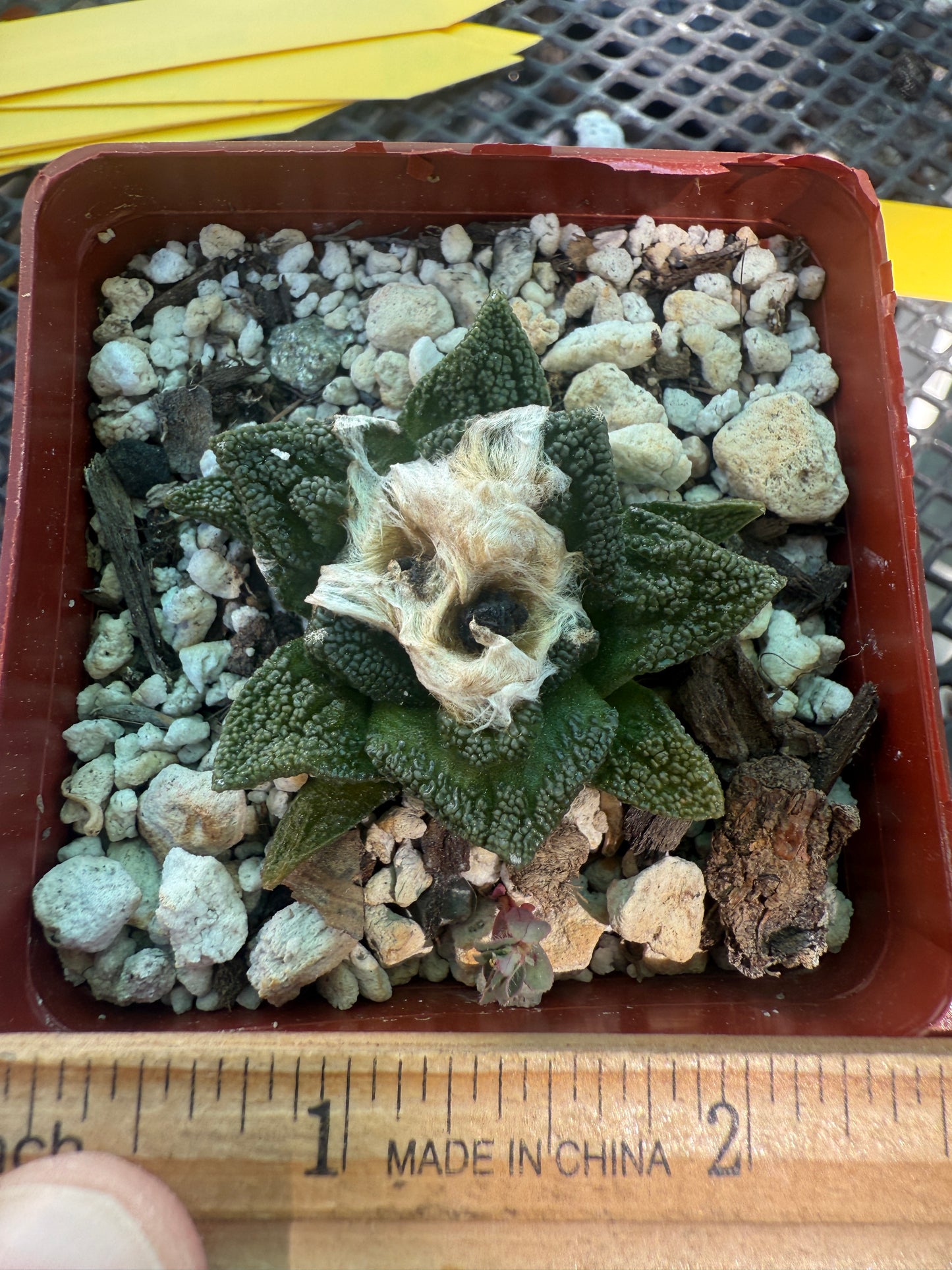 Ariocarpus Hintonii rare cactus 126