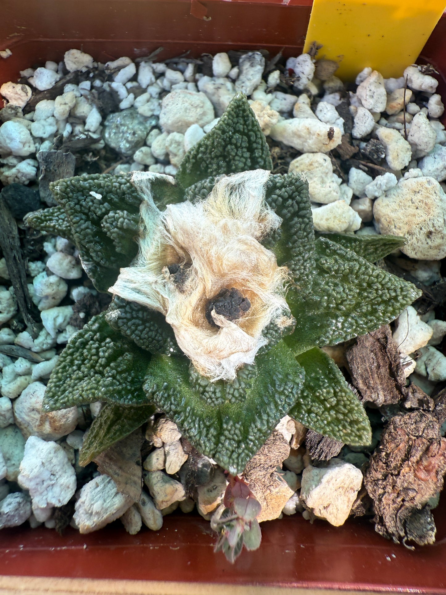Ariocarpus Hintonii rare cactus 126