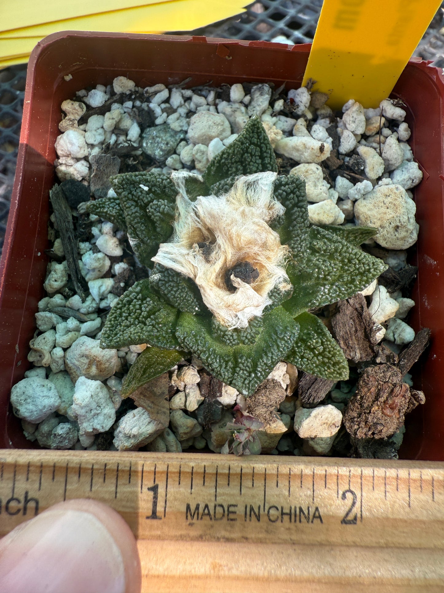 Ariocarpus Hintonii rare cactus 126