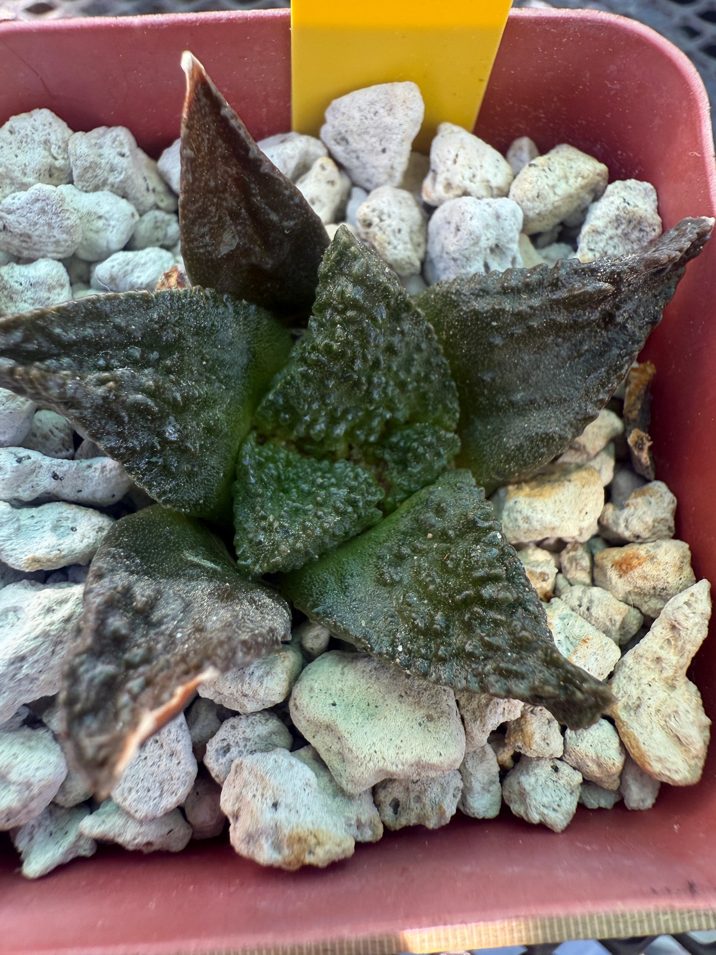 Ariocarpus super Godzilla 128