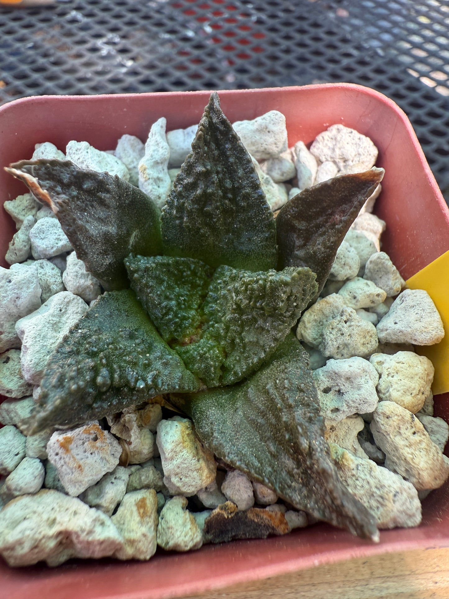 Ariocarpus super Godzilla 128