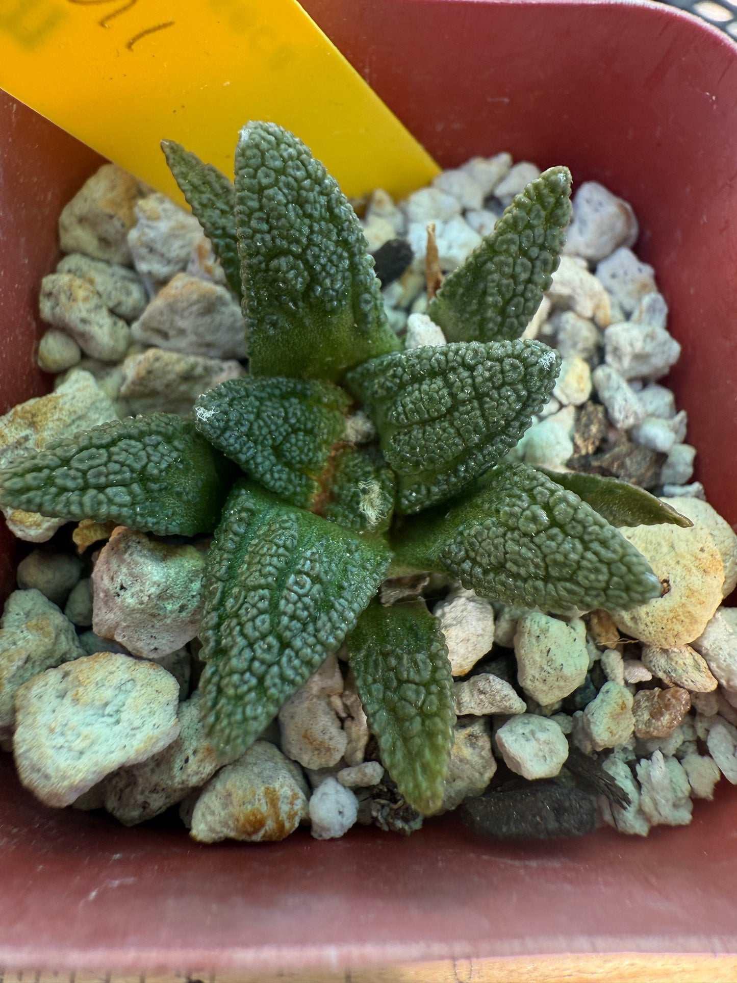 Ariocarpus Hintonii rare cactus 130