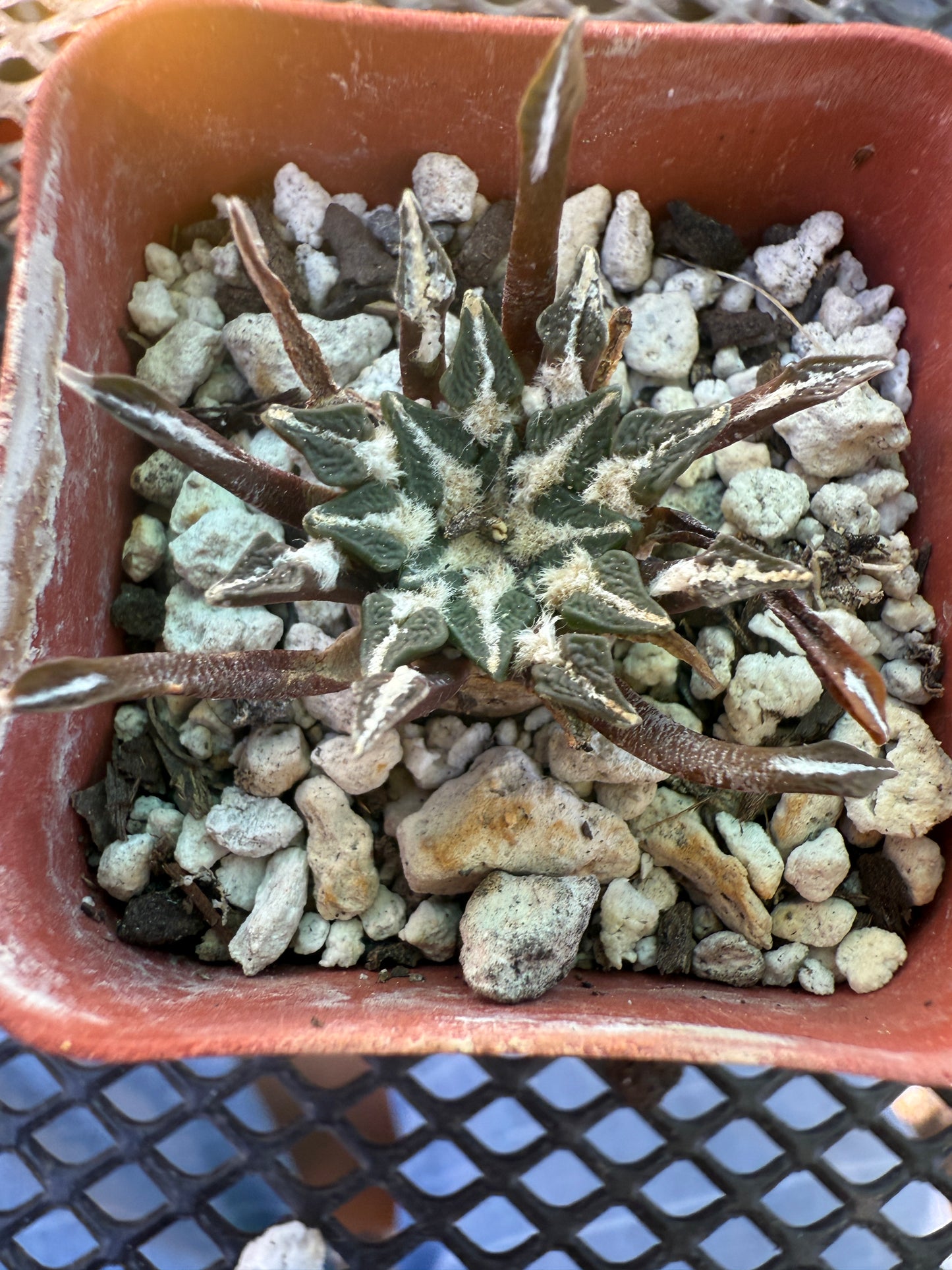 Ariocarpus kotschoubeyanus cactus rare 131