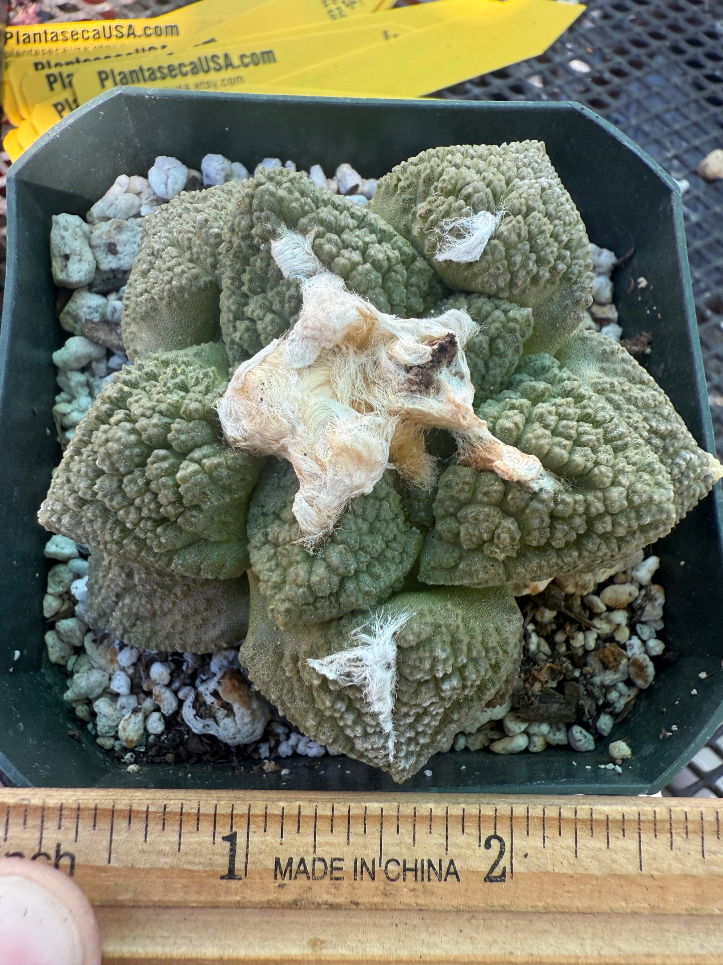 Ariocarpus fissuratus very nice plant 133