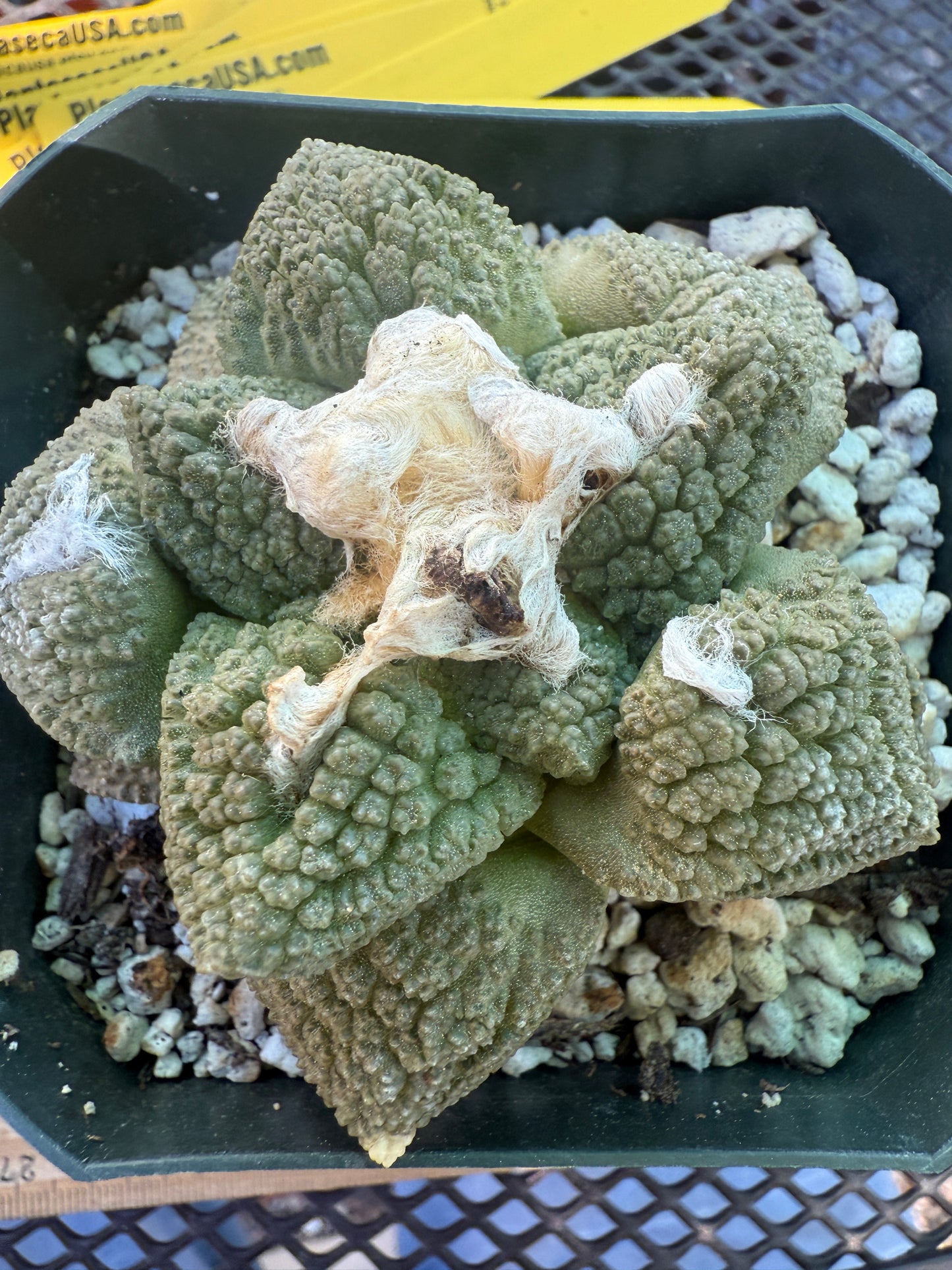 Ariocarpus fissuratus very nice plant 133