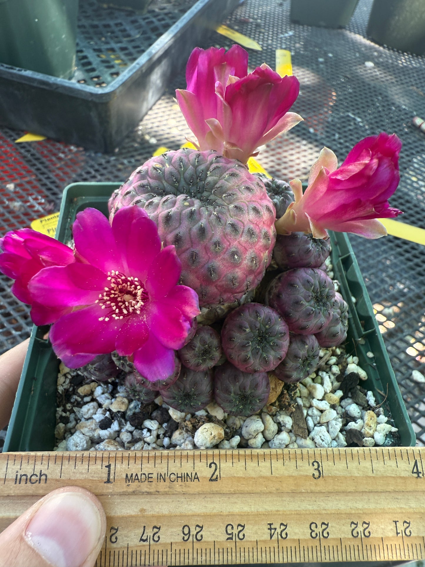 Sulcorebutia rauschii violaceidermis large in pot 141