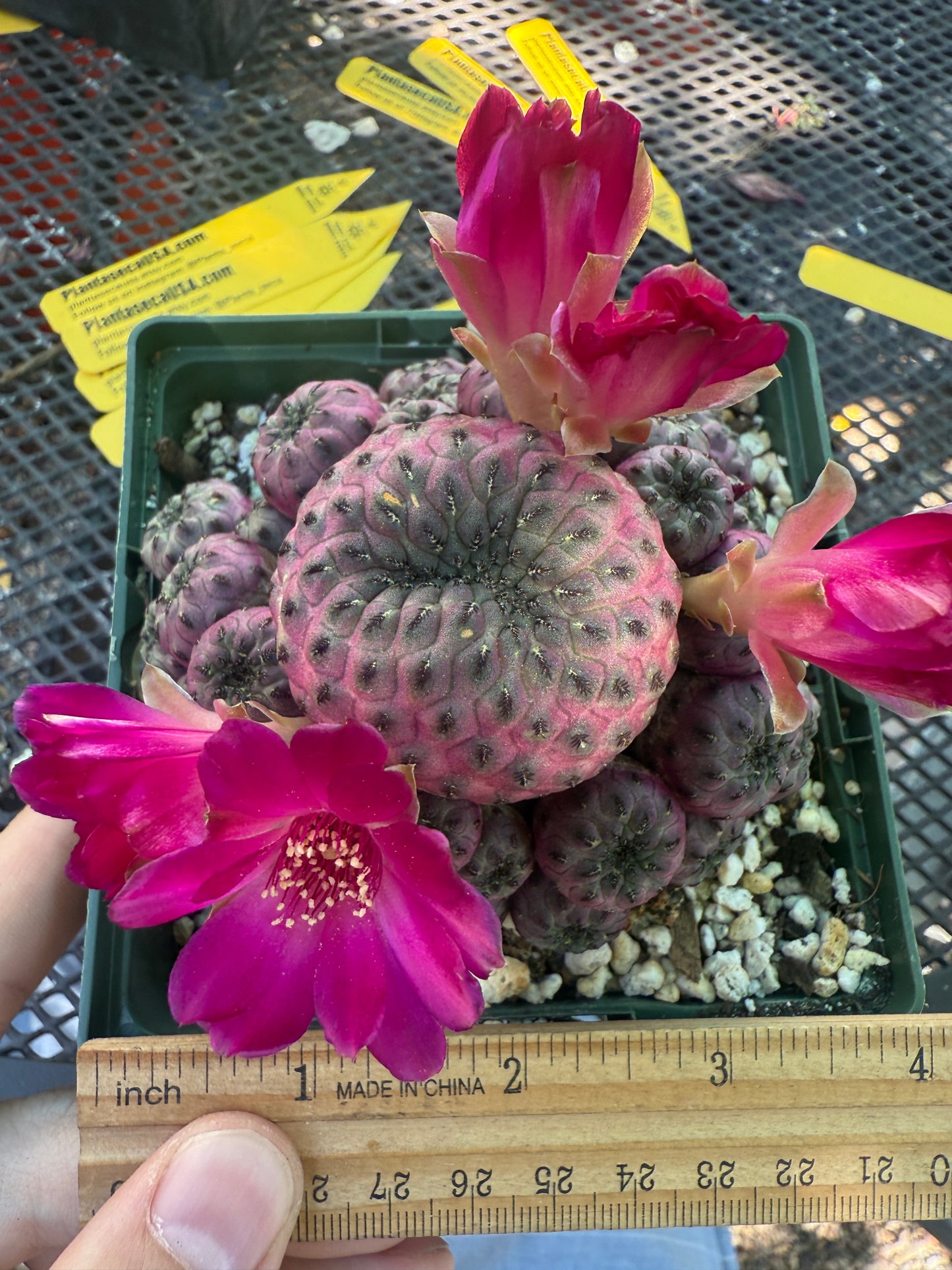 Sulcorebutia rauschii violaceidermis large in pot 141