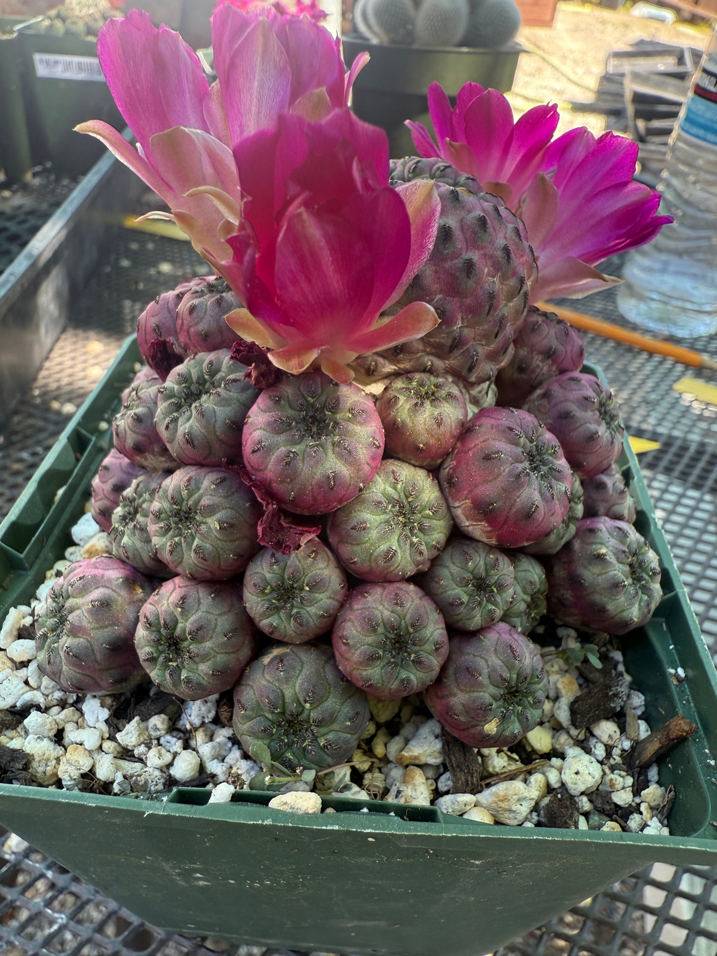 Sulcorebutia rauschii violaceidermis large in pot 141