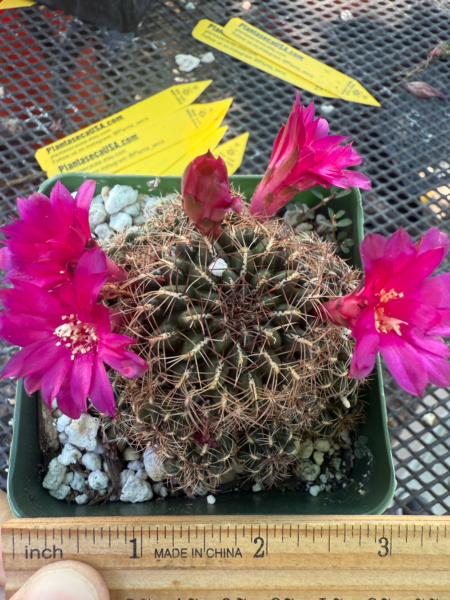 Sulcorebutia steinbachii rare cactus 143