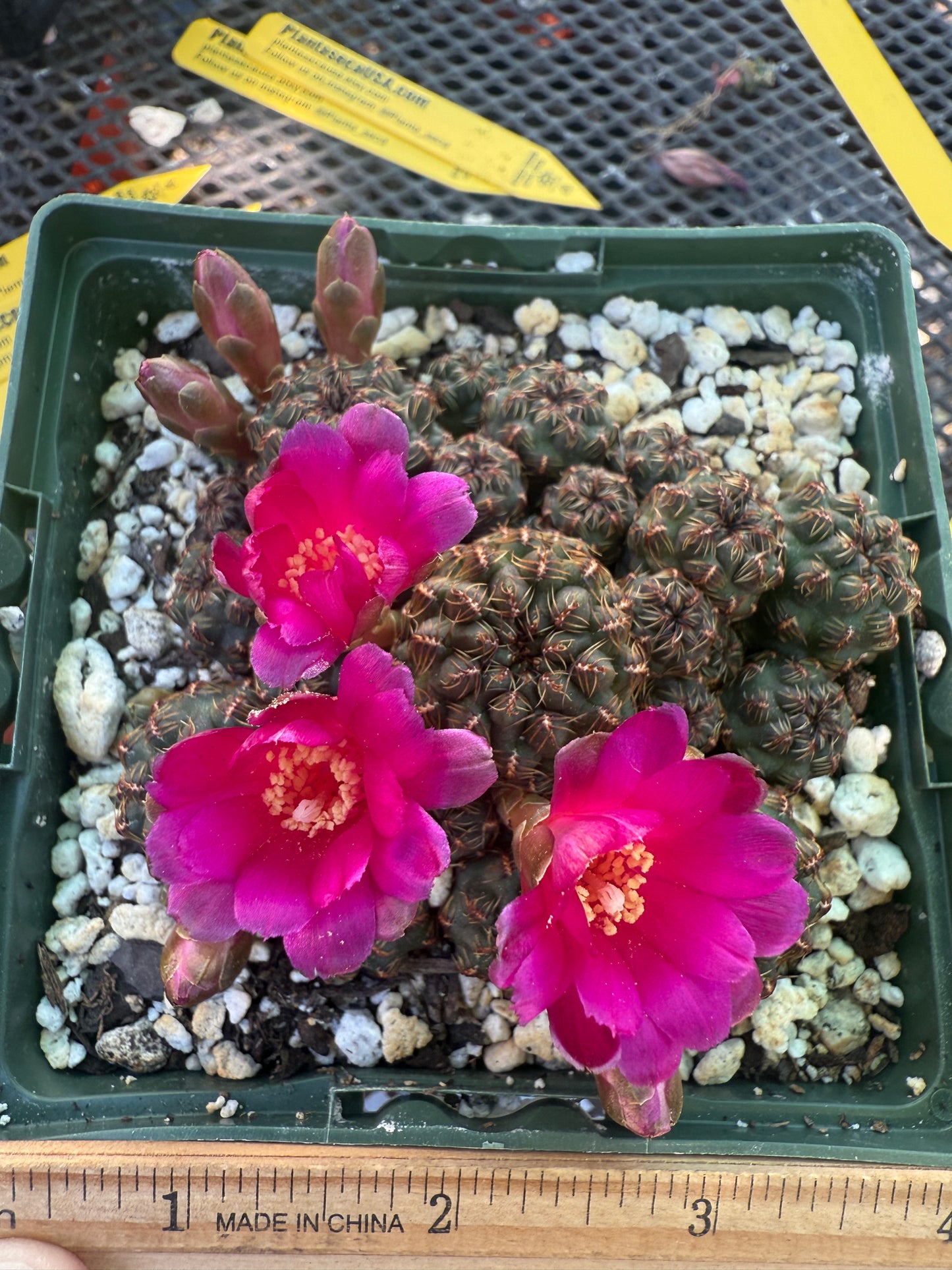 Sulcorebutia taratensis rare cactus