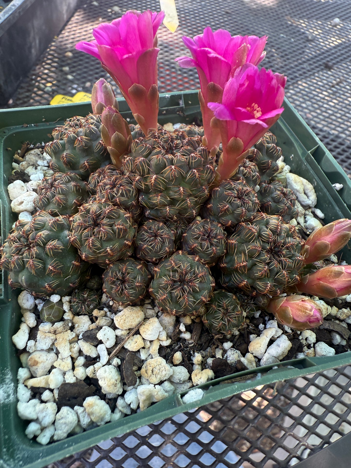 Sulcorebutia taratensis rare cactus