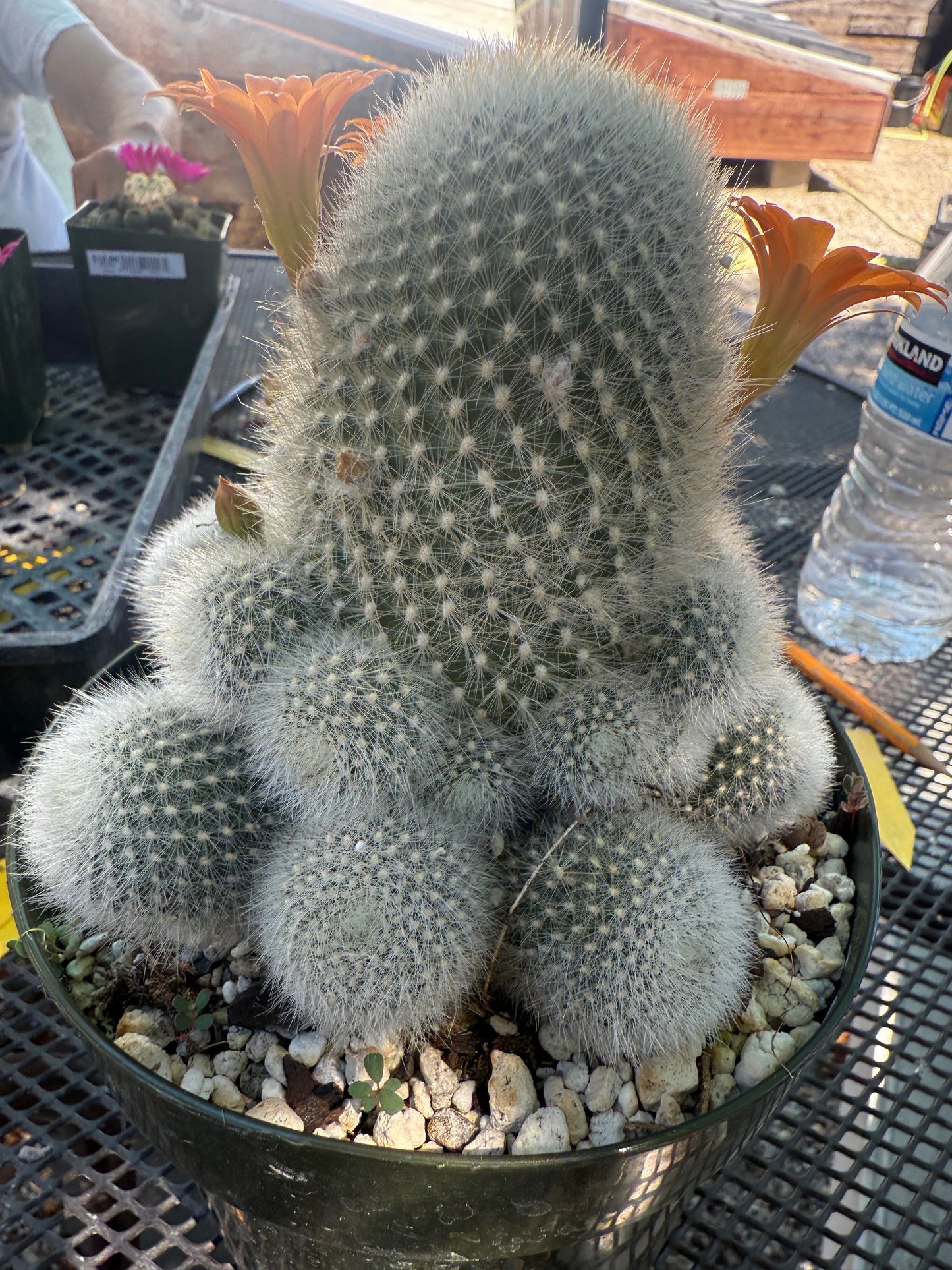 Rebutia muscula large in 6 inch pot very nice 146