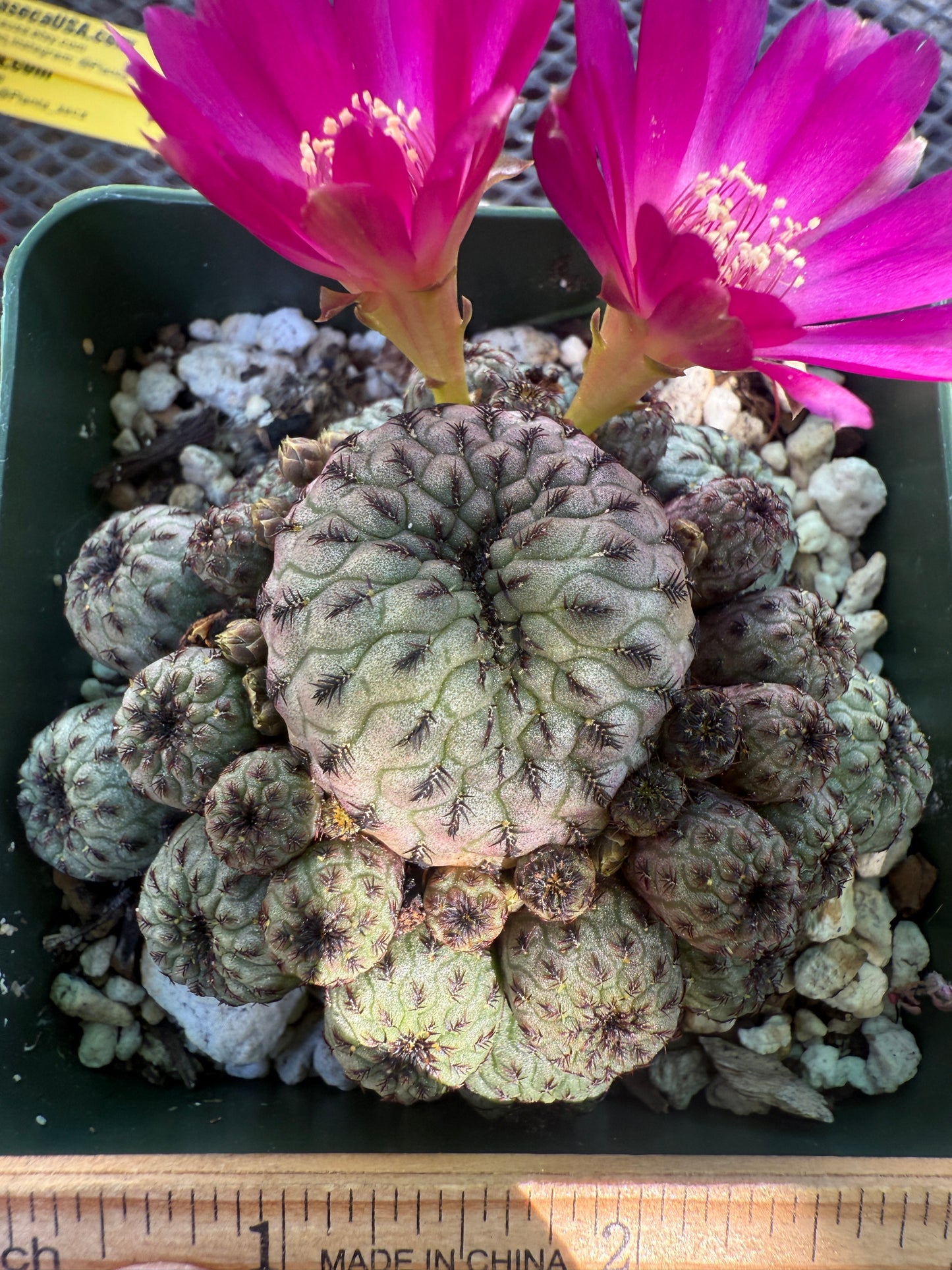 Sulcorebutia rauschii green apple 147