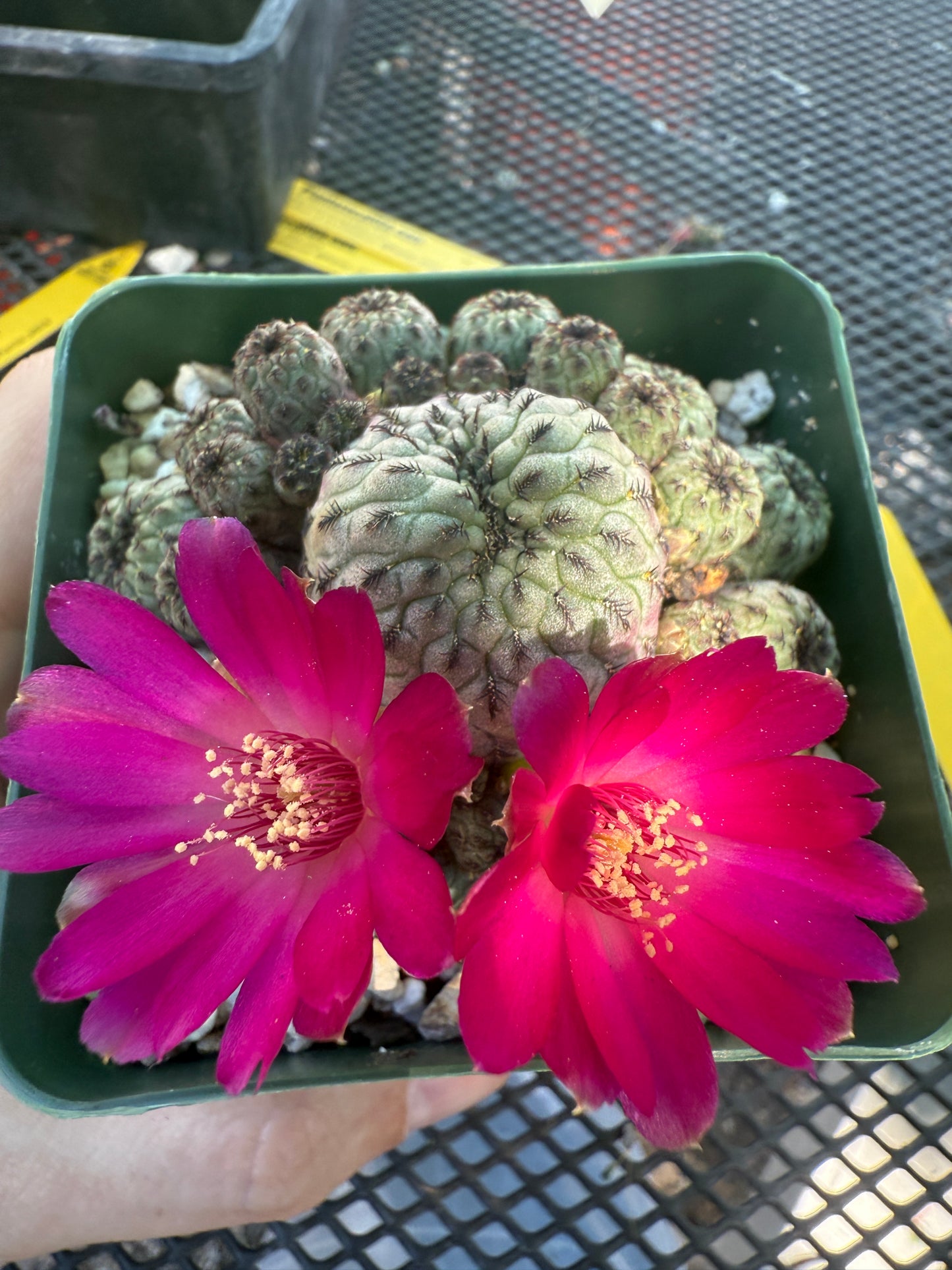 Sulcorebutia rauschii green apple 147
