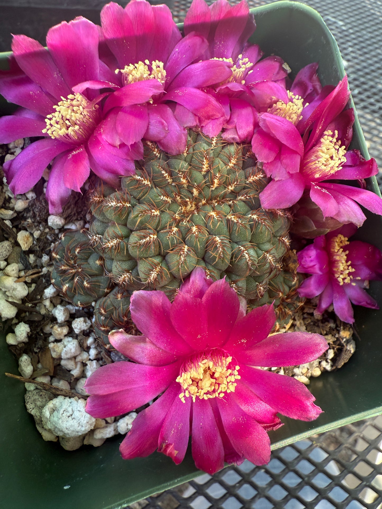 Sulcorebutia pulchra HS-78 rare cactus 148