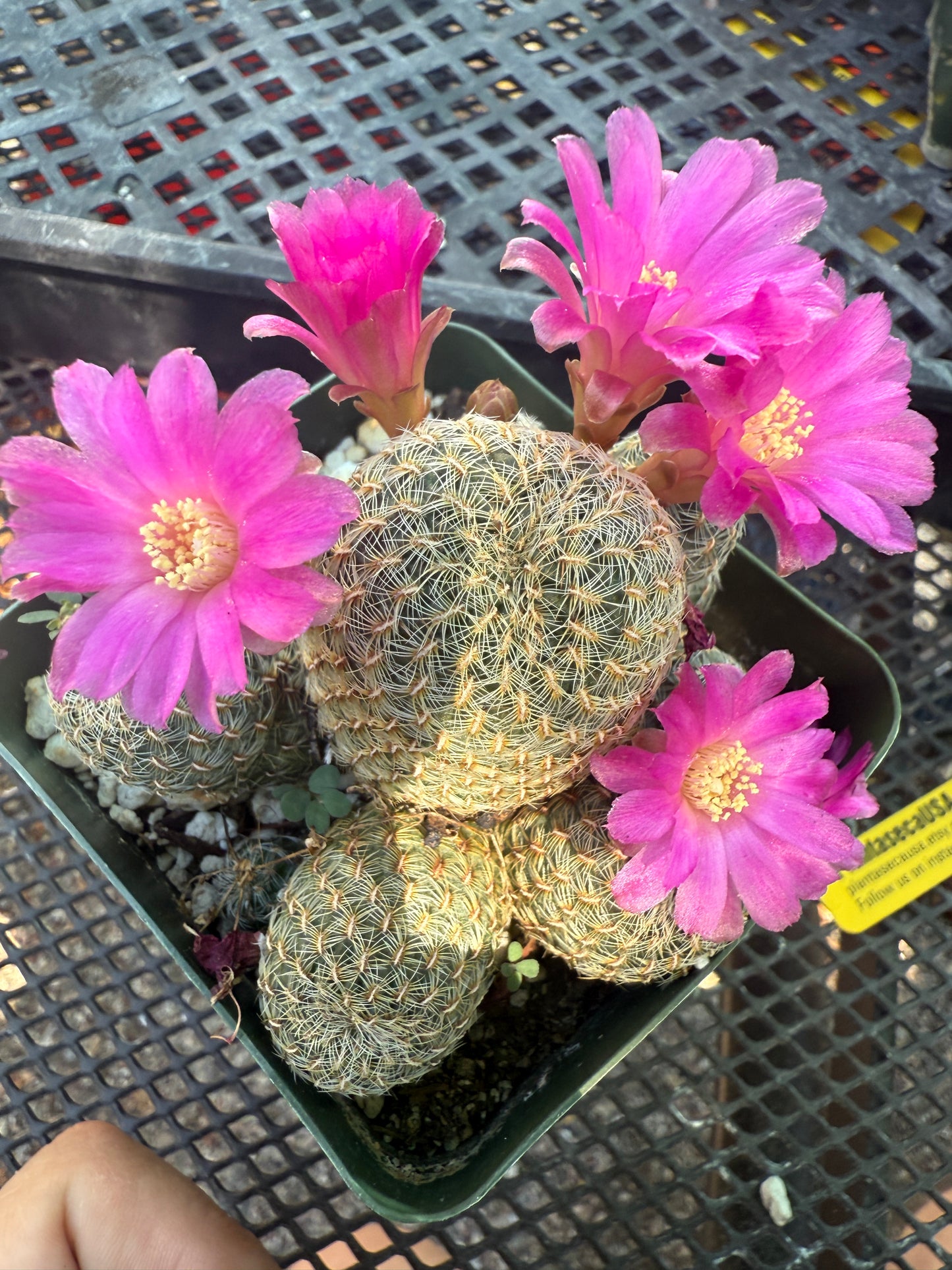 Sulcorebutia mizquensis cactus rare 151