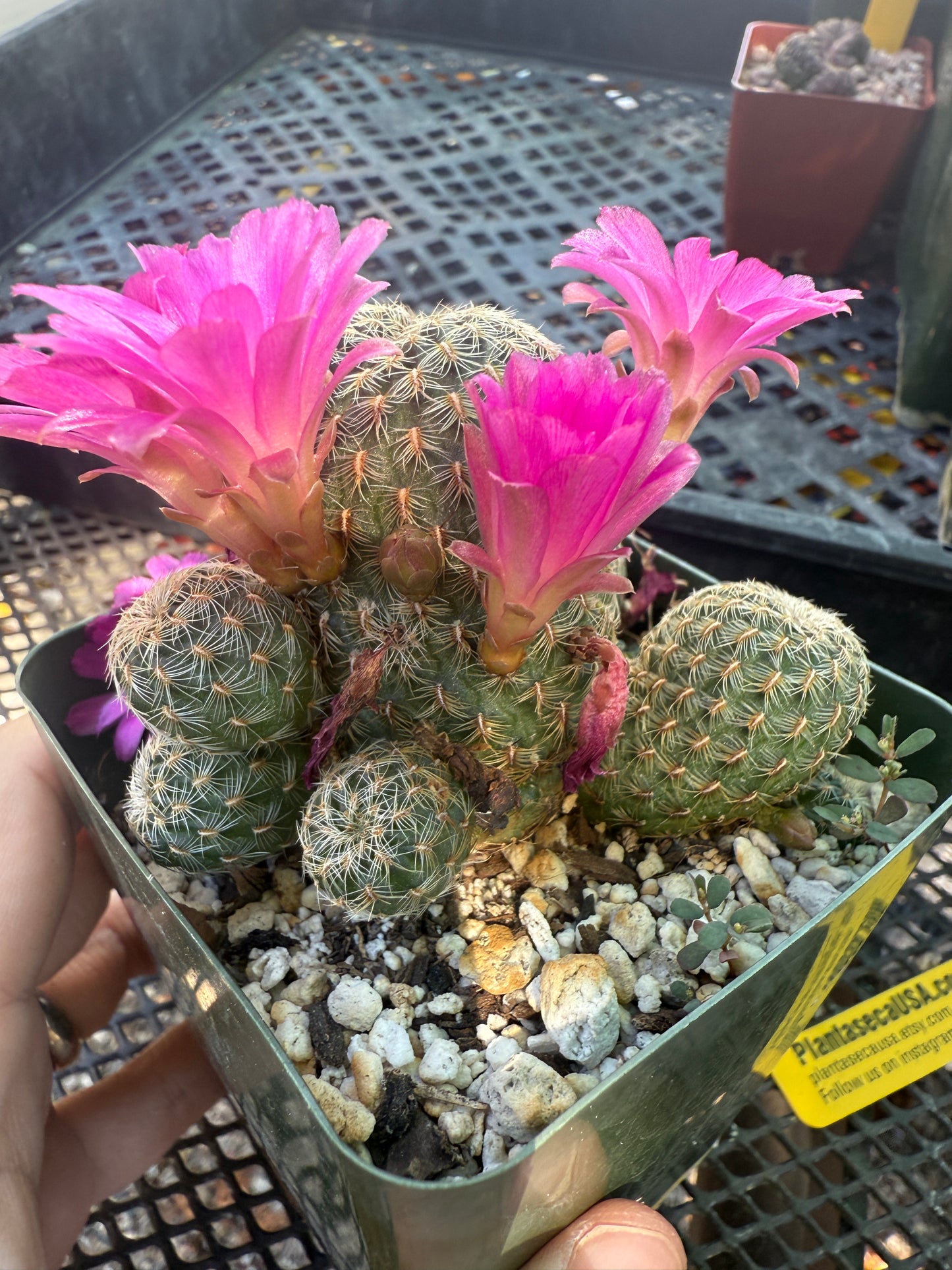 Sulcorebutia mizquensis cactus rare 151