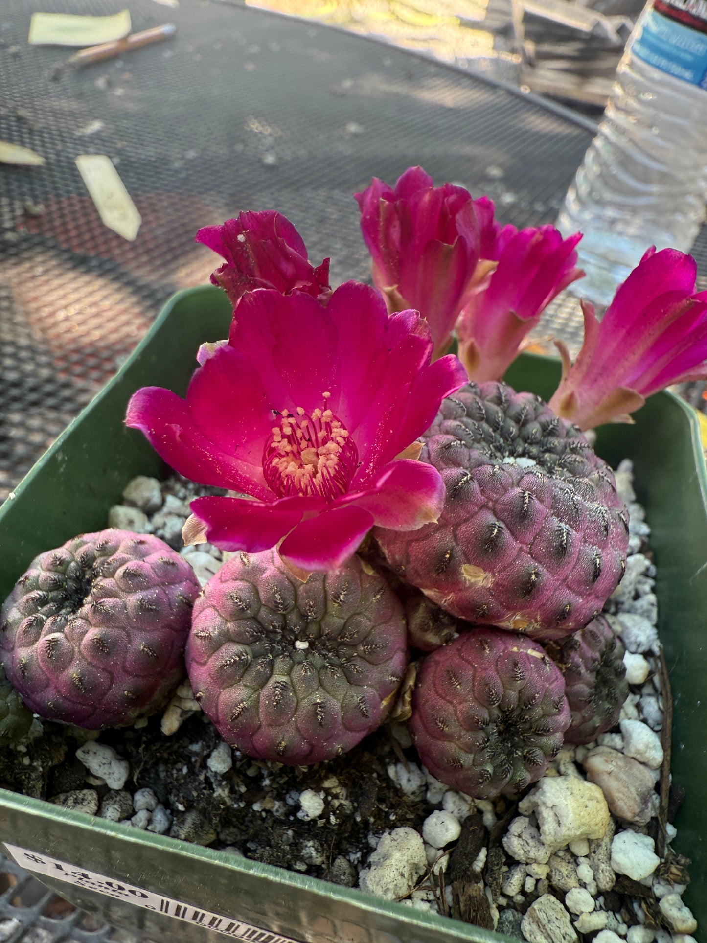 Sulcorebutia rauschii violaceidermis 155