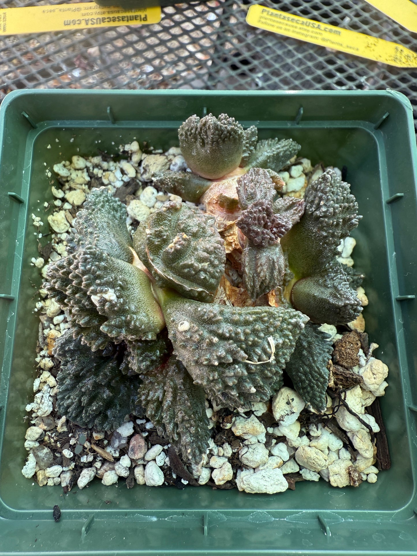 Ariocarpus Godzilla cluster grafted on short pereskiopsis 1553