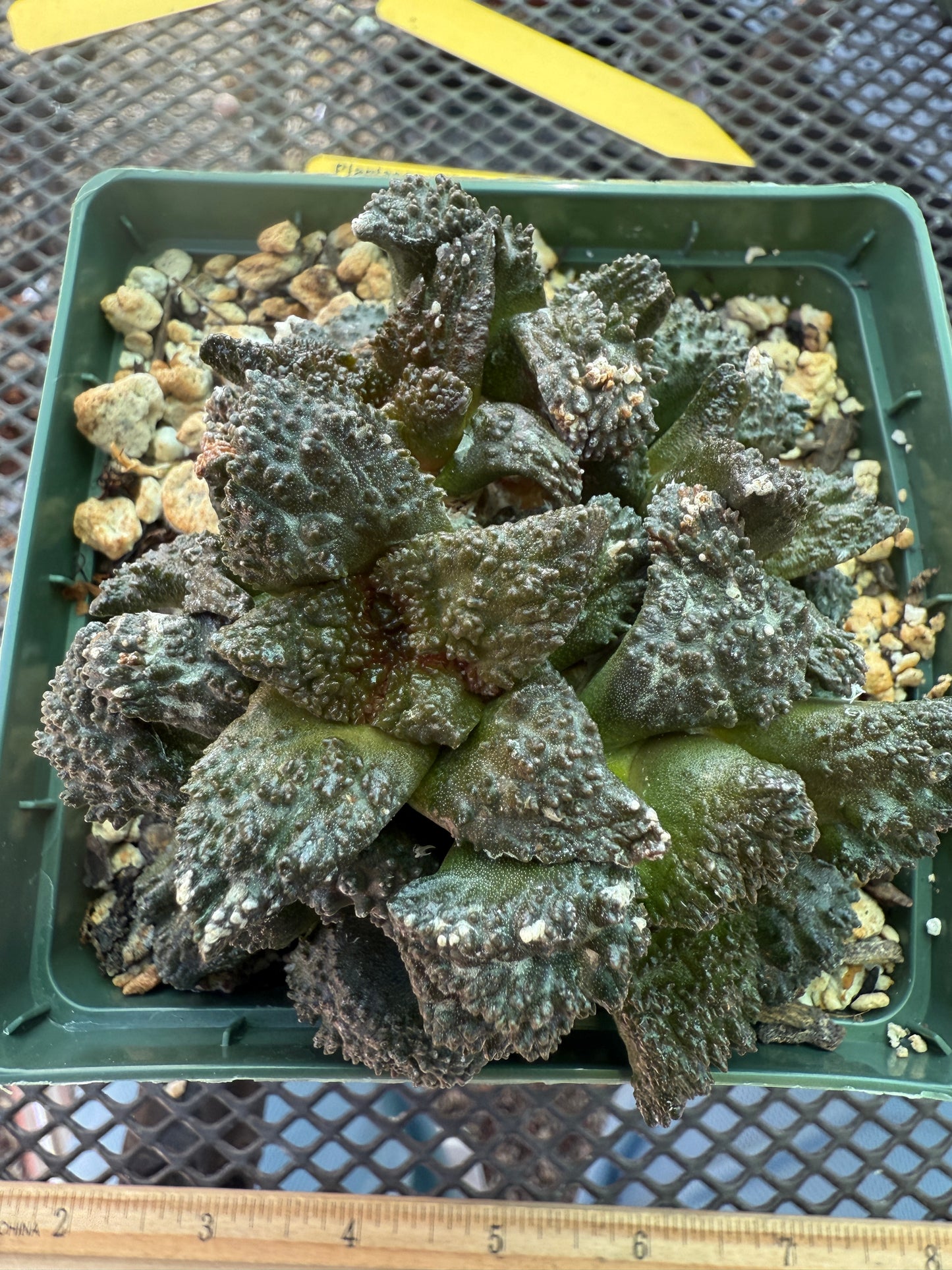 Ariocarpus Godzilla clusters on short pereskiopsis graft 0728
