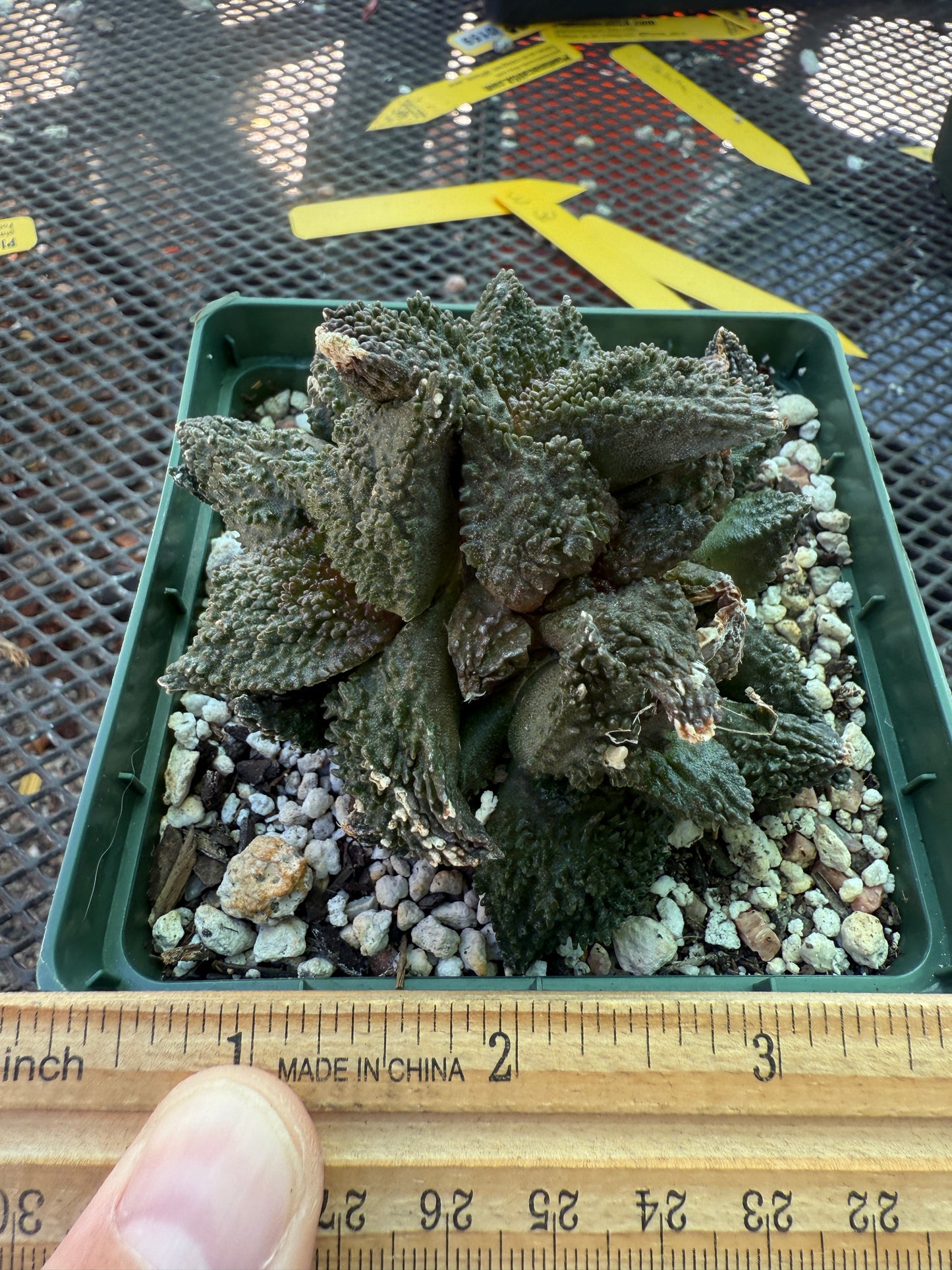 Ariocarpus Godzilla clusters on short pereskiopsis graft 1650