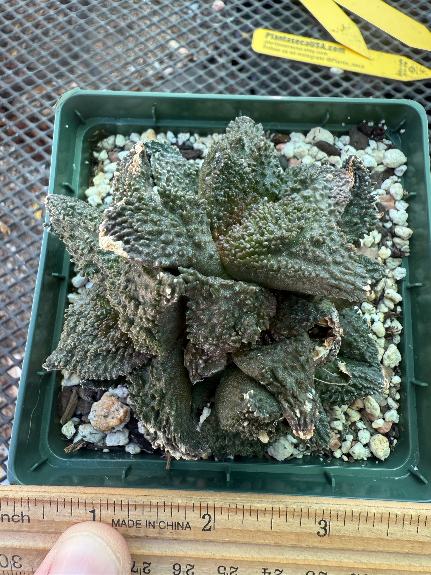 Ariocarpus Godzilla clusters on short pereskiopsis graft 1650