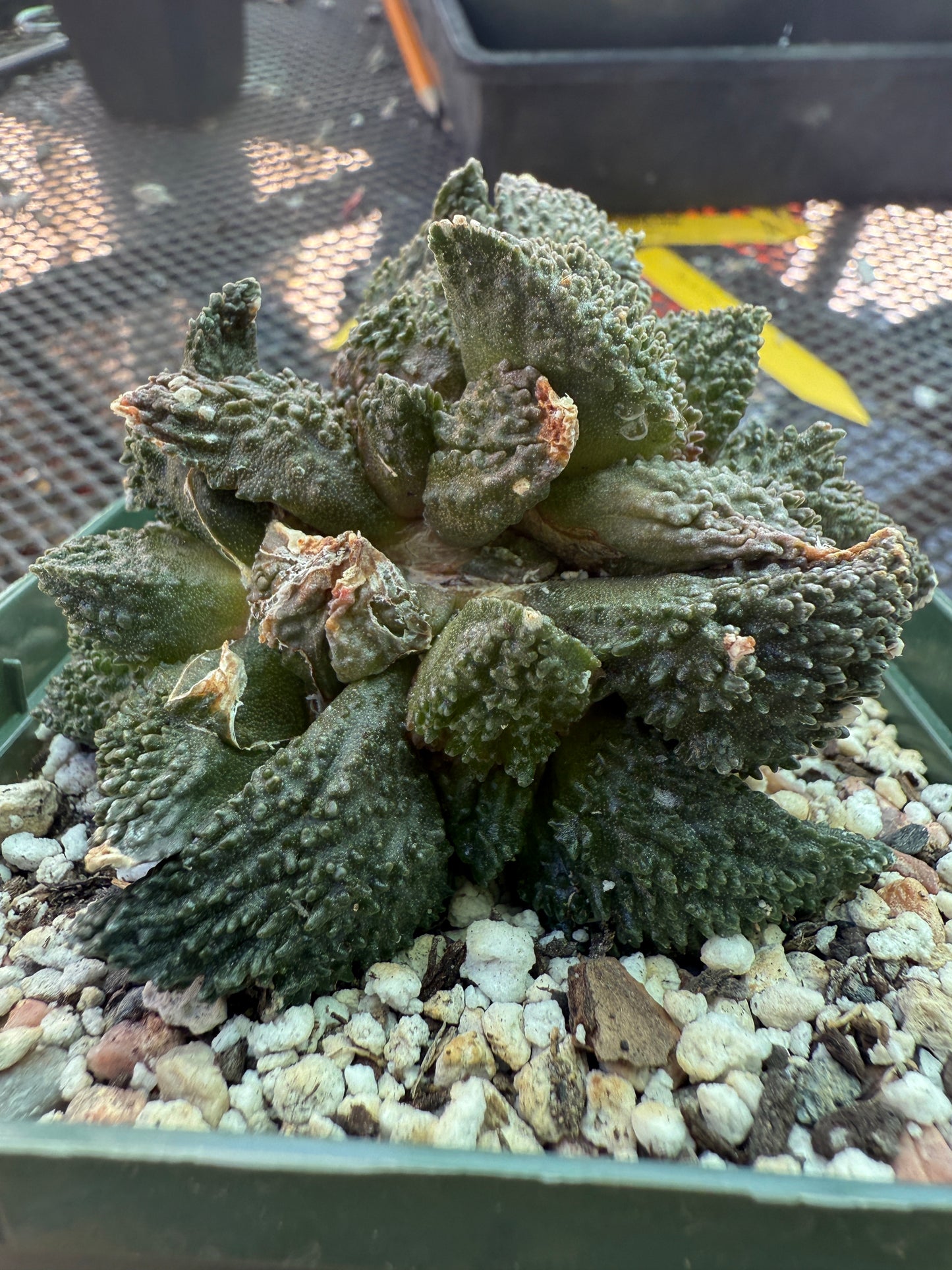 Ariocarpus Godzilla clusters on short pereskiopsis graft 1650