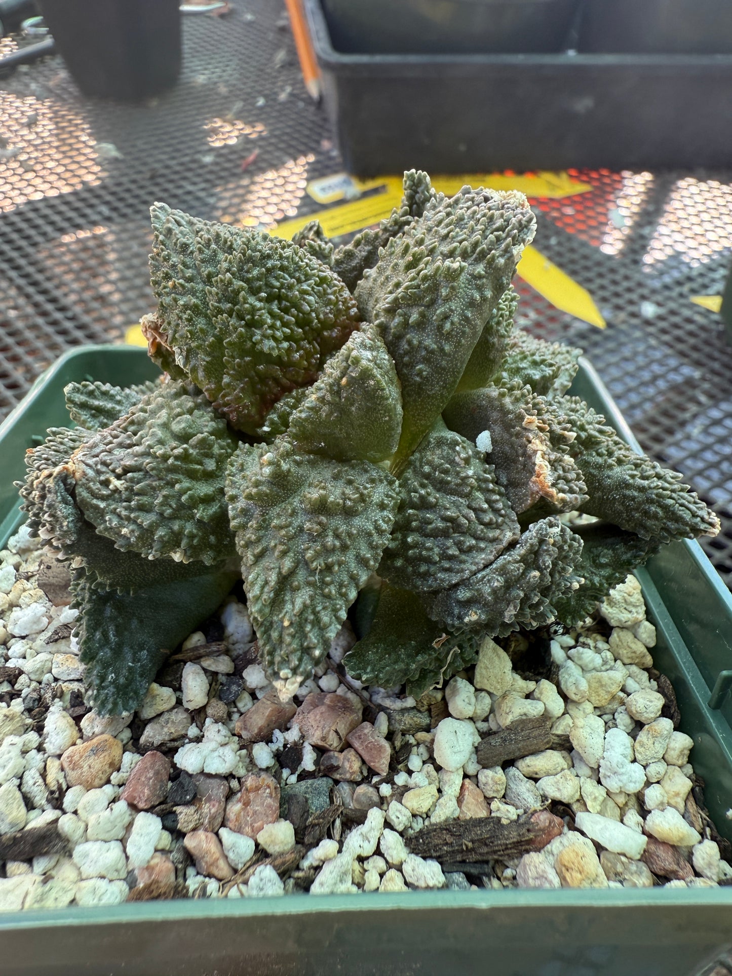 Ariocarpus Godzilla clusters on short pereskiopsis graft 1650
