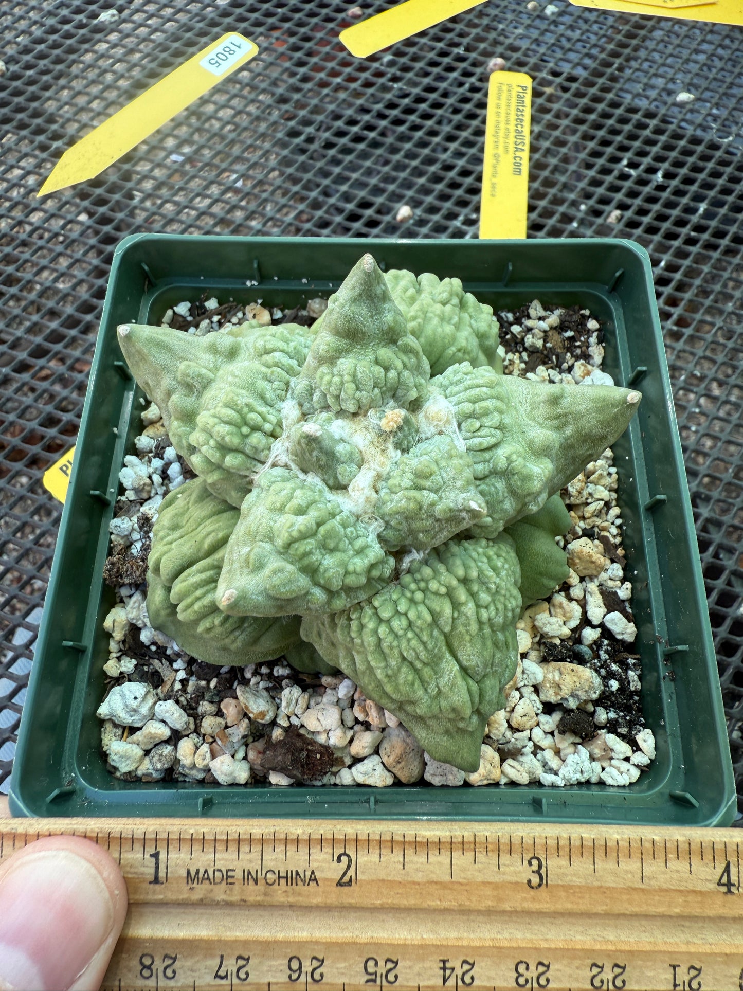 Ariocarpus cauliflower king on short pereskiopsis graft 1805