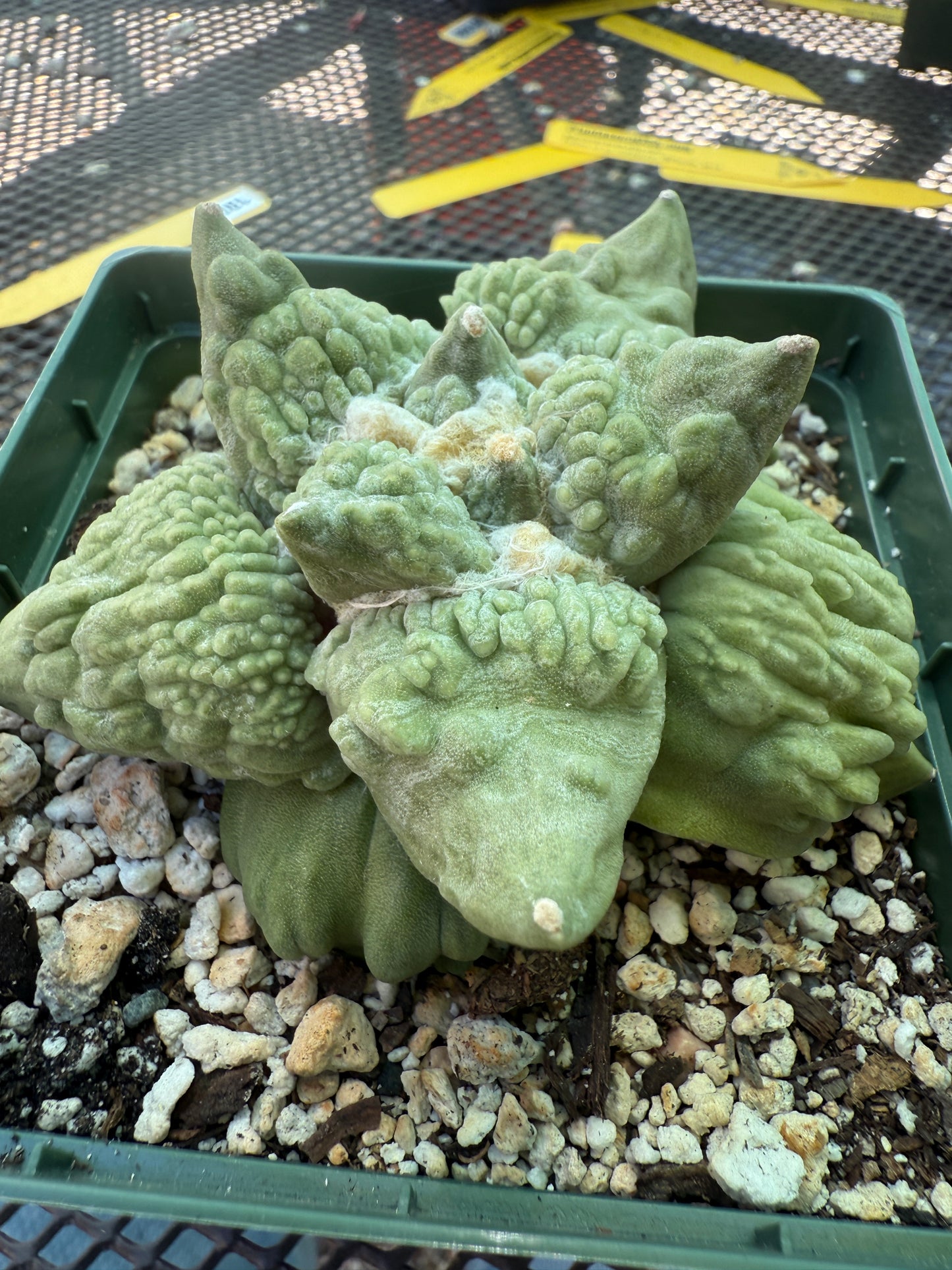 Ariocarpus cauliflower king on short pereskiopsis graft 1805