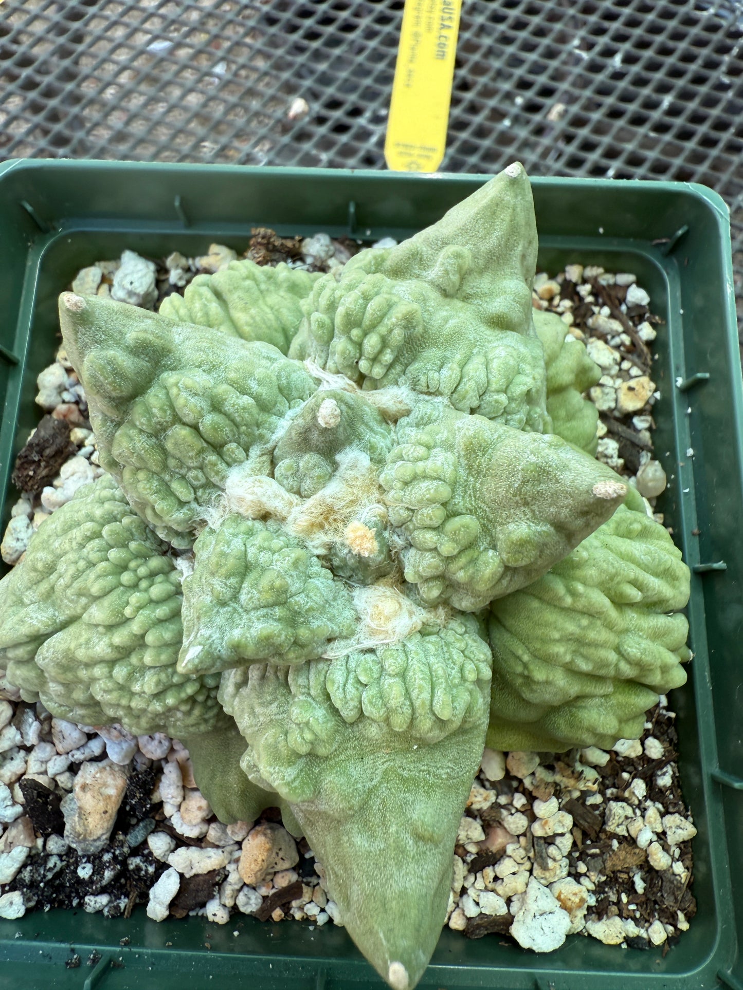 Ariocarpus cauliflower king on short pereskiopsis graft 1805