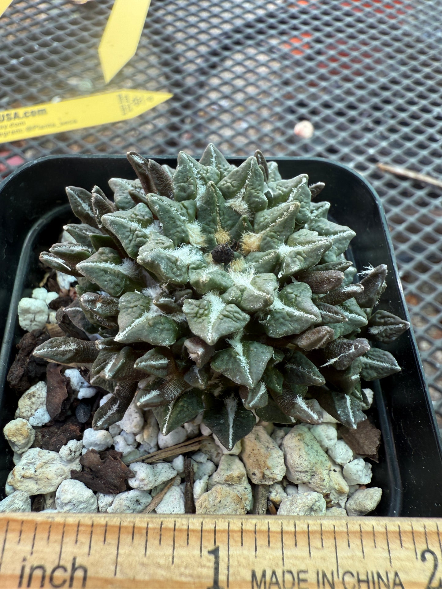 Ariocarpus kotschoubeyanus on short pereskiopsis graft many many heads 1701