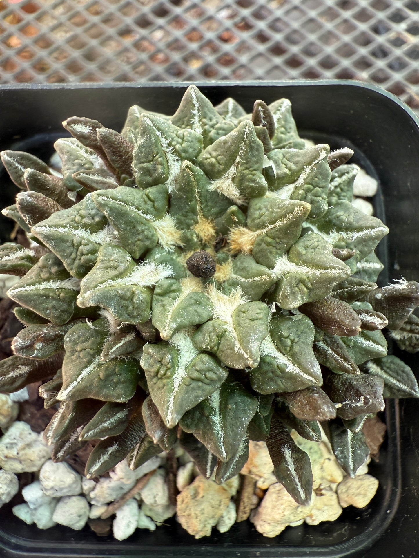 Ariocarpus kotschoubeyanus on short pereskiopsis graft many many heads 1701