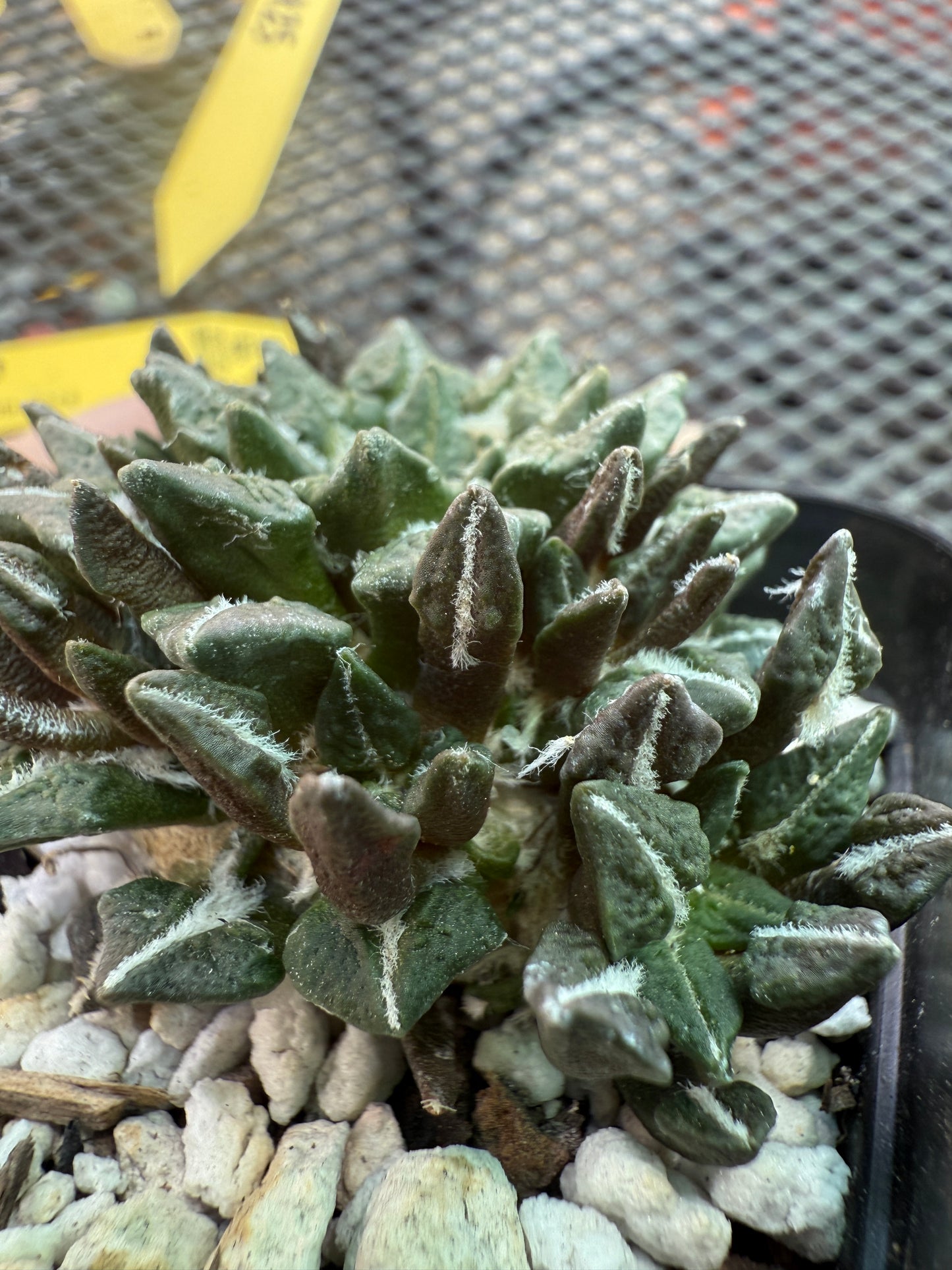 Ariocarpus kotschoubeyanus on short pereskiopsis graft many many heads 1701