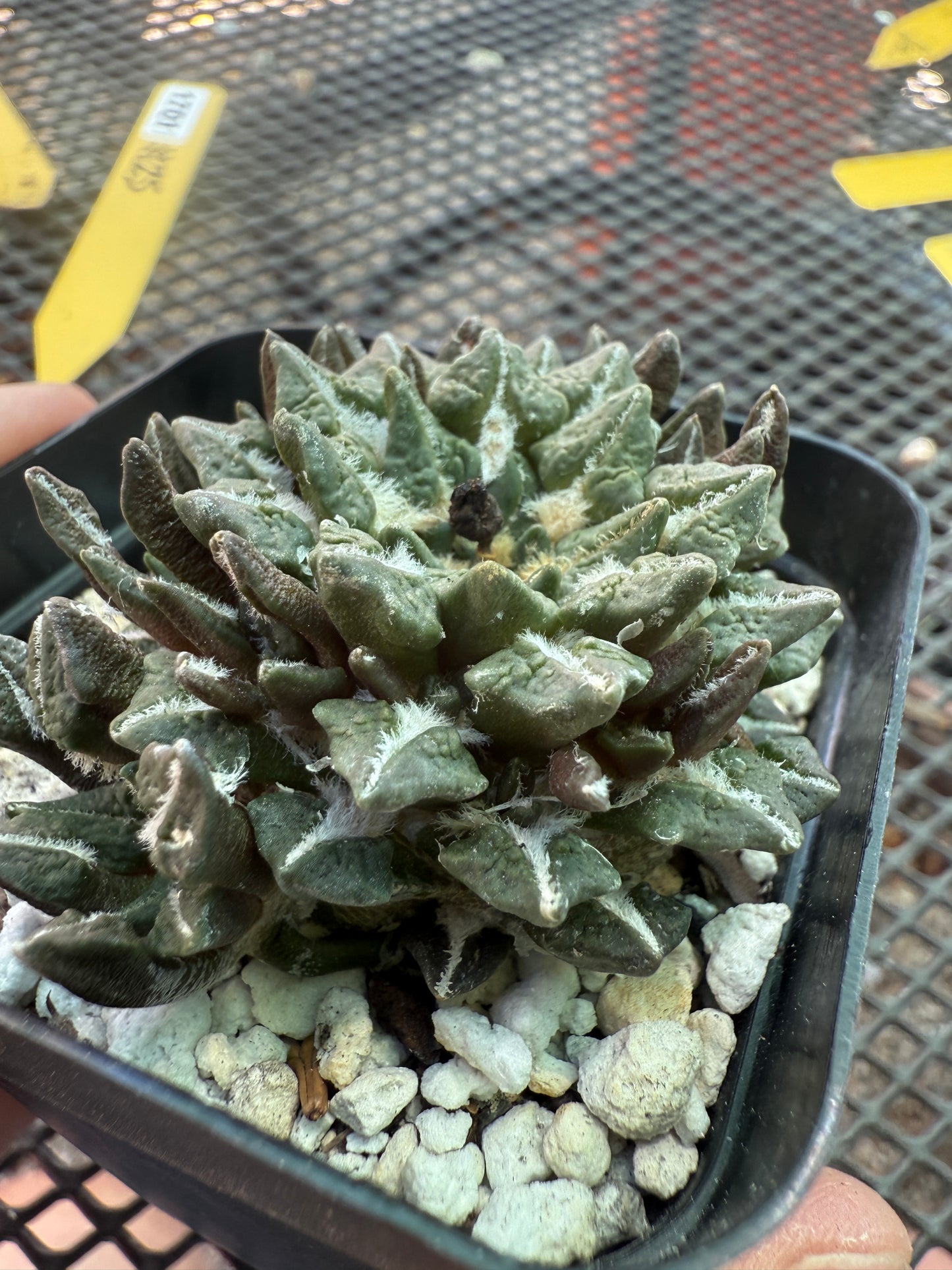 Ariocarpus kotschoubeyanus on short pereskiopsis graft many many heads 1701