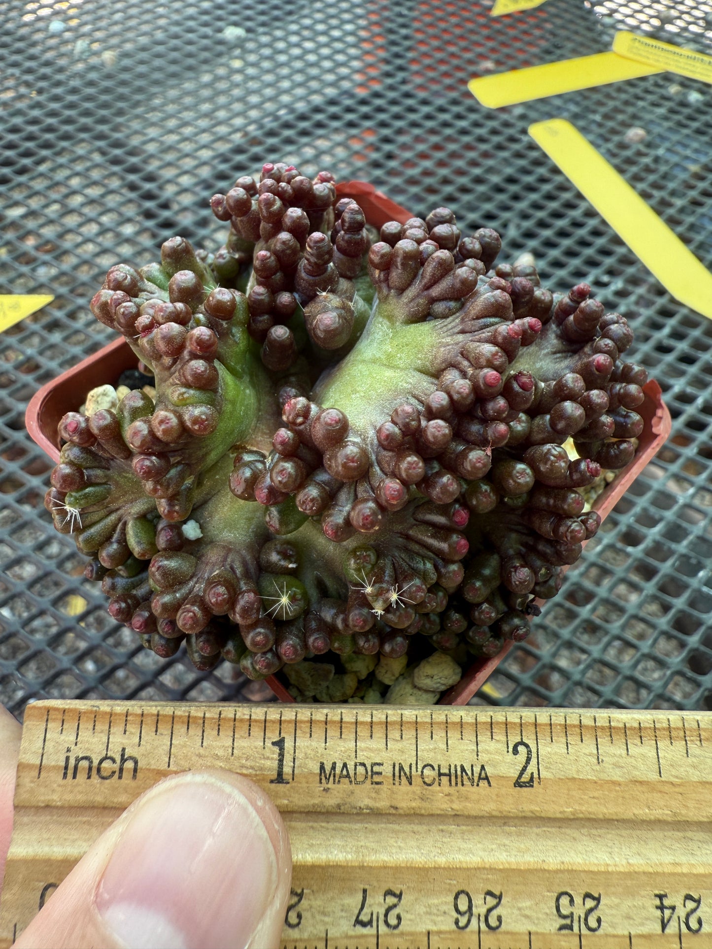 Mammillaria red fred crest very nice 1641