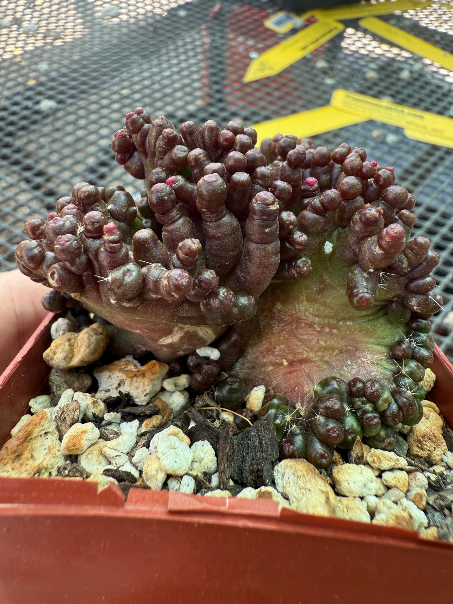 Mammillaria red fred crest very nice 1641