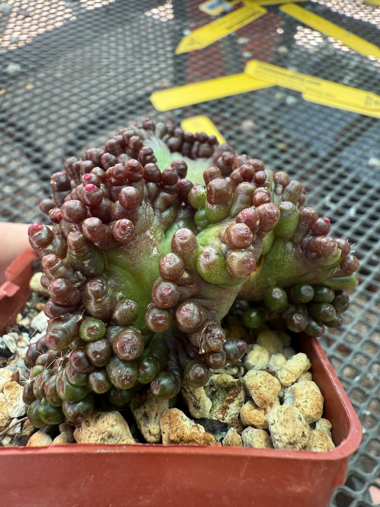 Mammillaria red fred crest very nice 1641