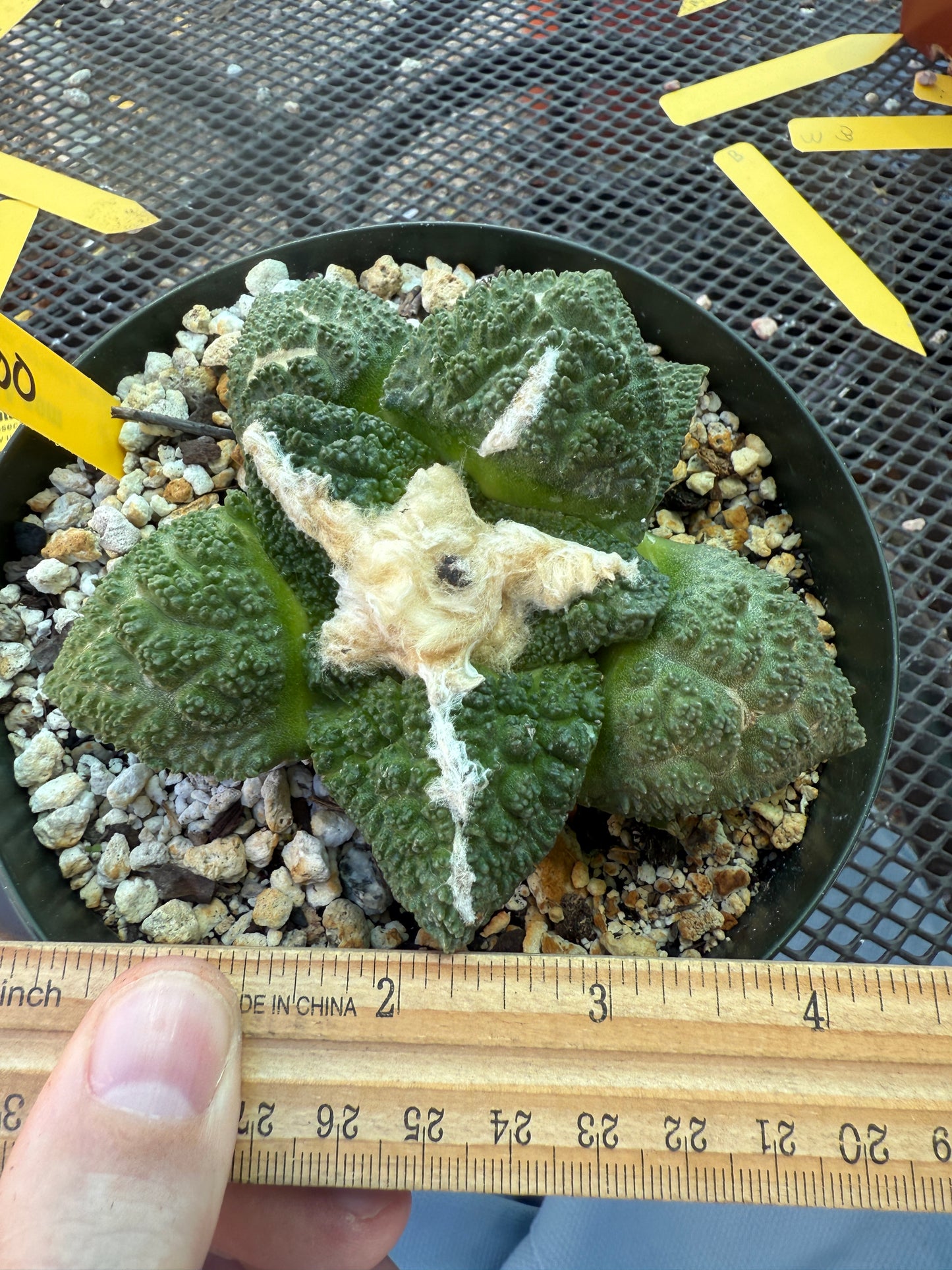Ariocarpus fissuratus very nice plant in 6 inch pot 1578