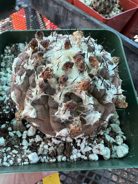 Copiapoa hypogea cactus with pups more coming large in 3.25 inch pot