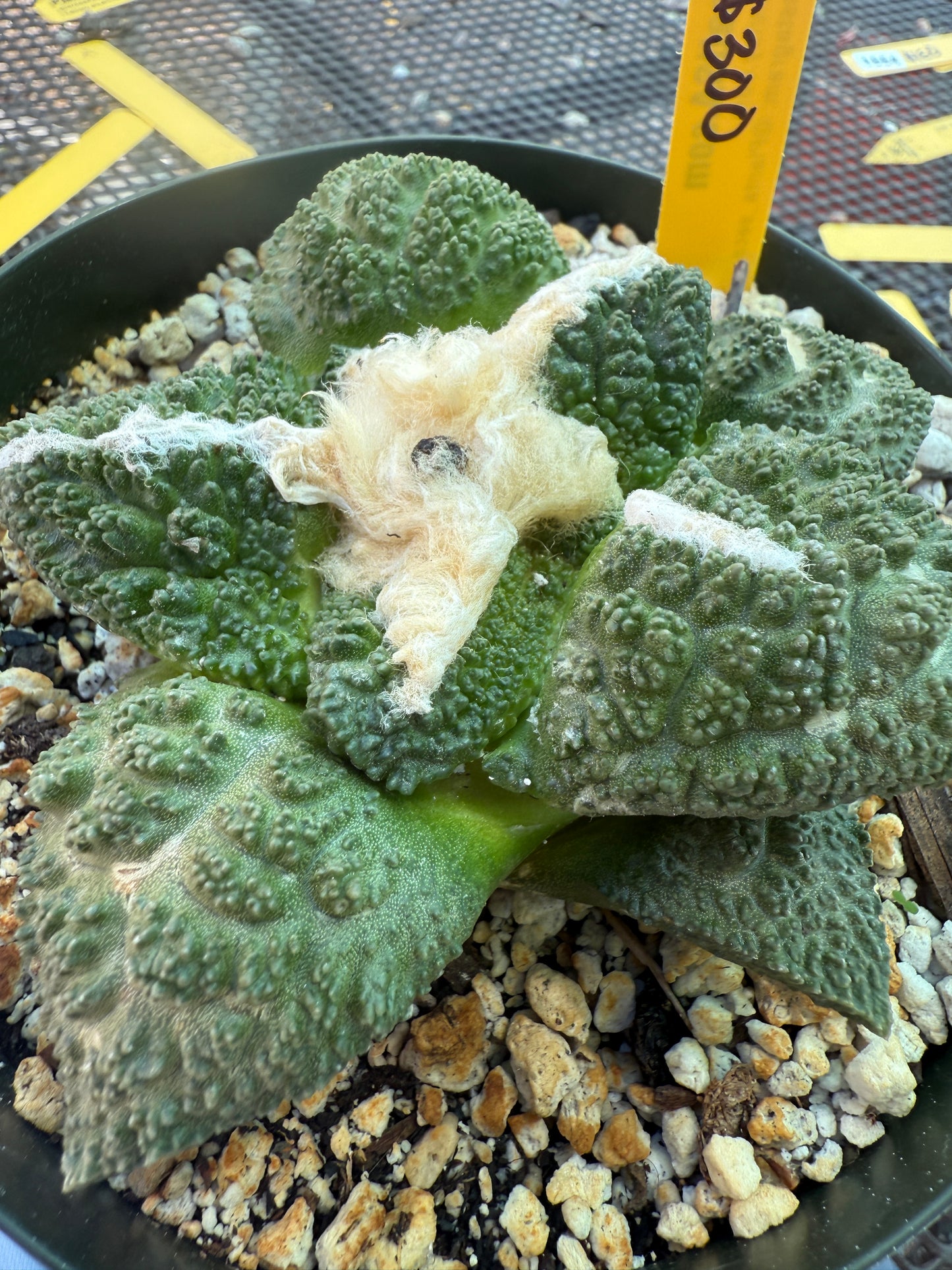 Ariocarpus fissuratus very nice plant in 6 inch pot 1578