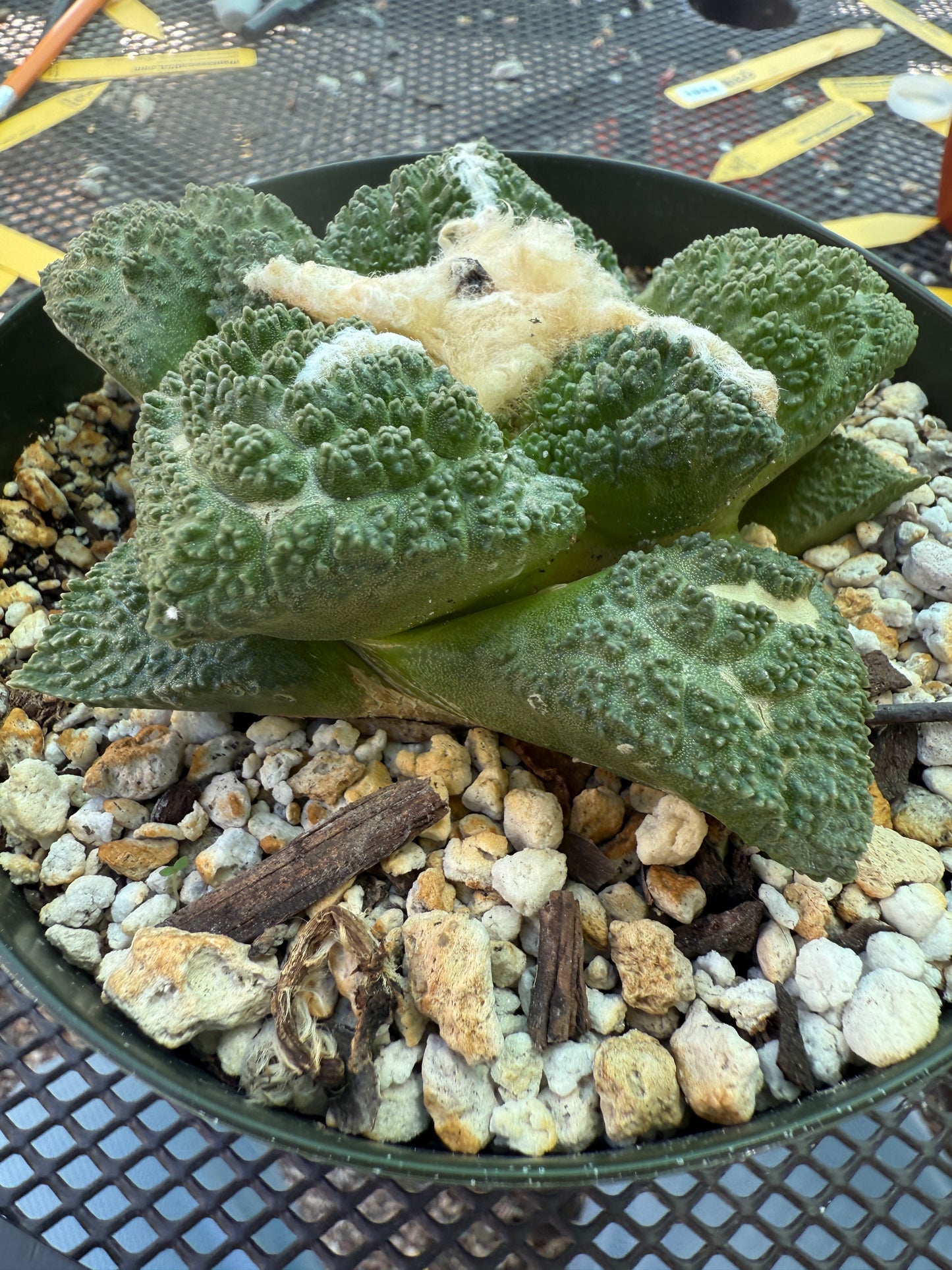 Ariocarpus fissuratus very nice plant in 6 inch pot 1578