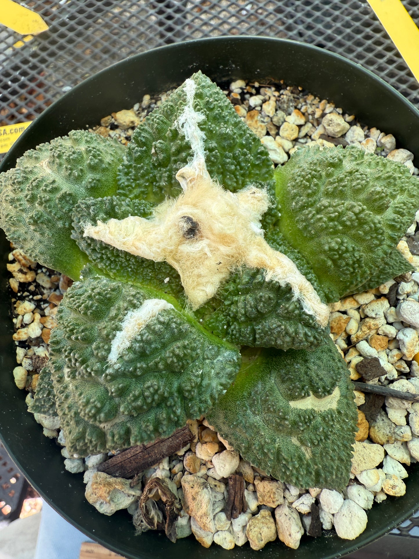 Ariocarpus fissuratus very nice plant in 6 inch pot 1578