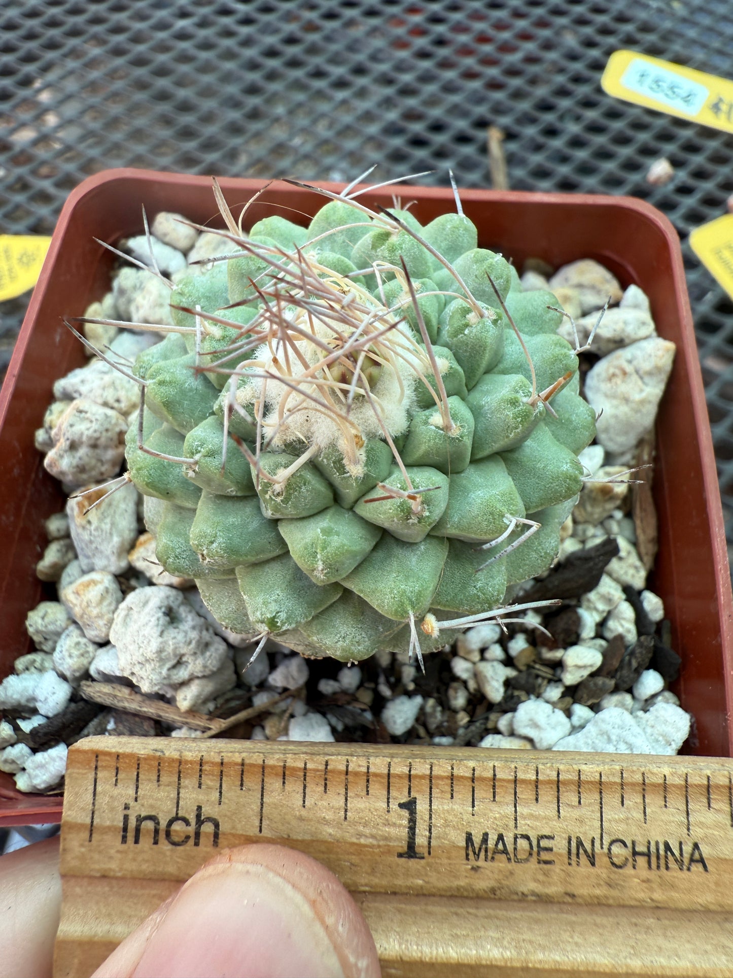 Strombocactus disciformis rare cactus 1554